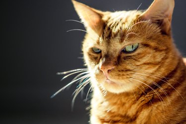 Signs Your Cat Is Stressed What To Do And When To See A Vet Cuteness