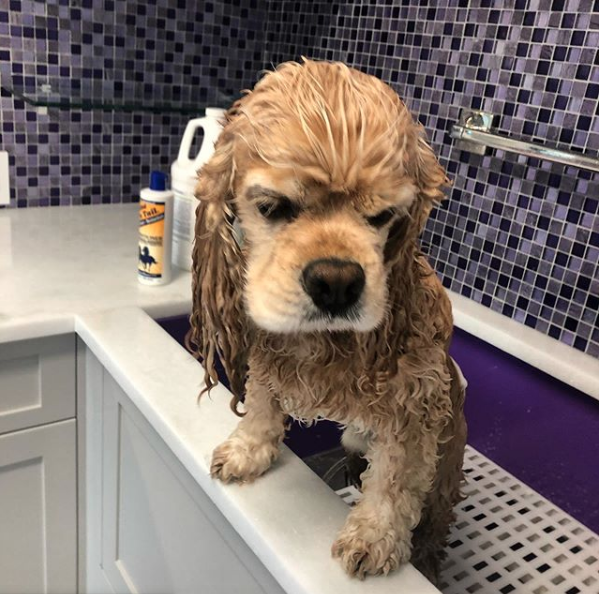  Rub A Dub Dogs in A Tub Cairn Terrier Dog Bath Mat