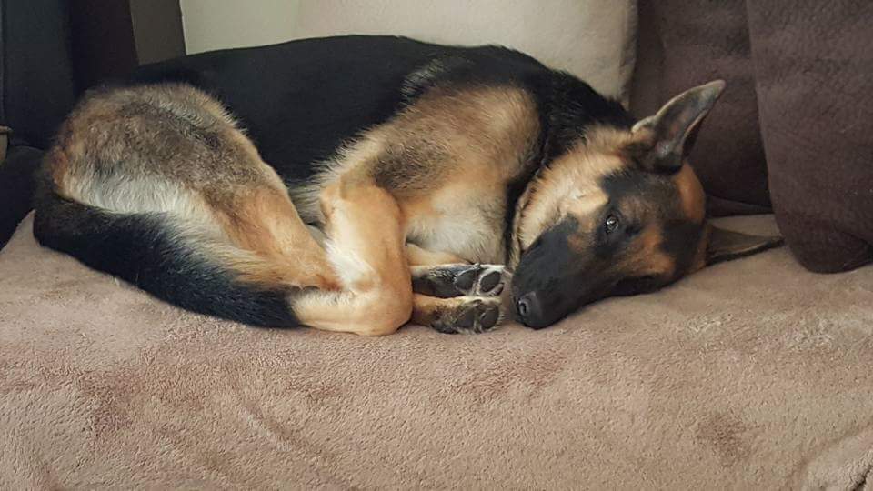 Anyone else's dog like to sleep in between their legs? : r/germanshepherds