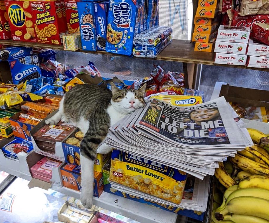 Cats grocery outlet shopping