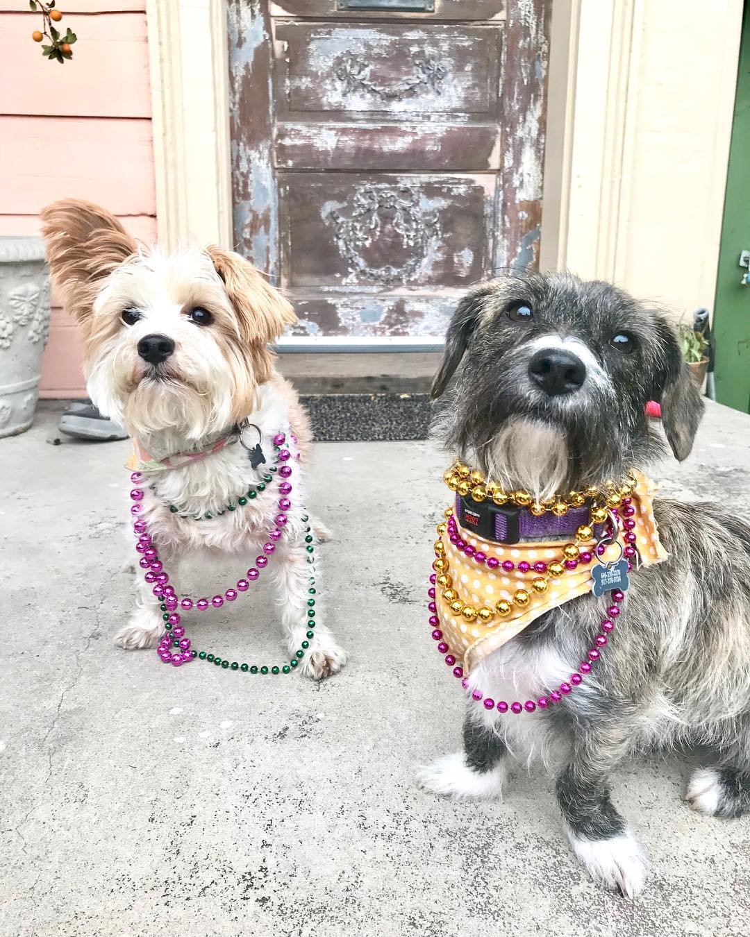 Cajun dog names sales