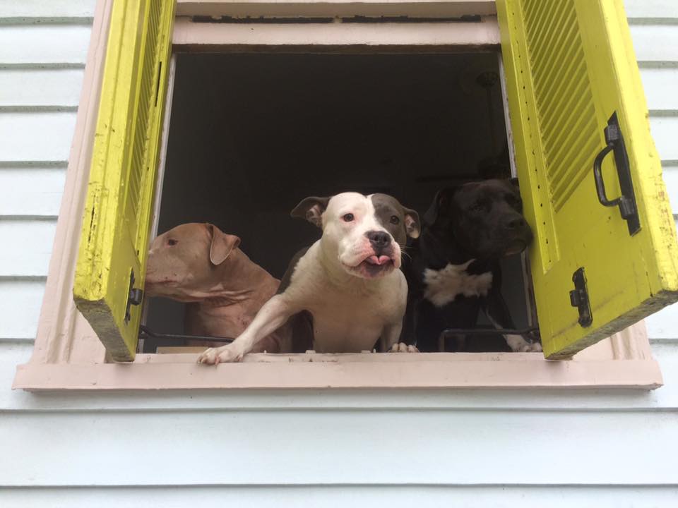 Cajun dog names sales