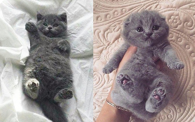 Gray best sale chubby cat