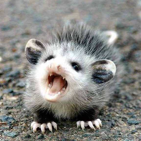 Oh, Just 17 Chubby Baby Animals | Cuteness