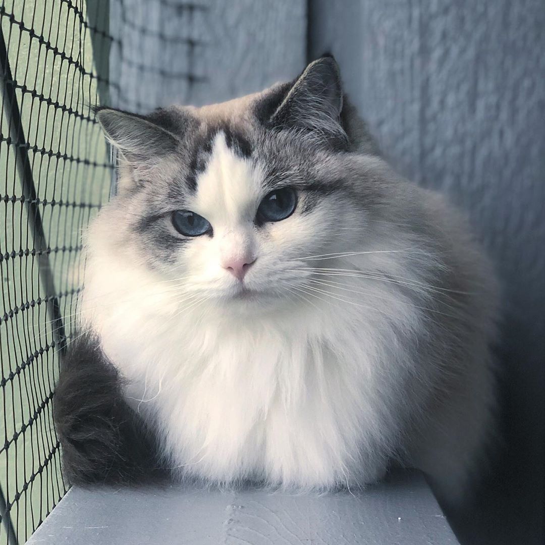 Beautiful hot sale ragdoll cat