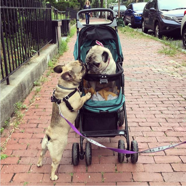 can i take my dog to the mall in a stroller