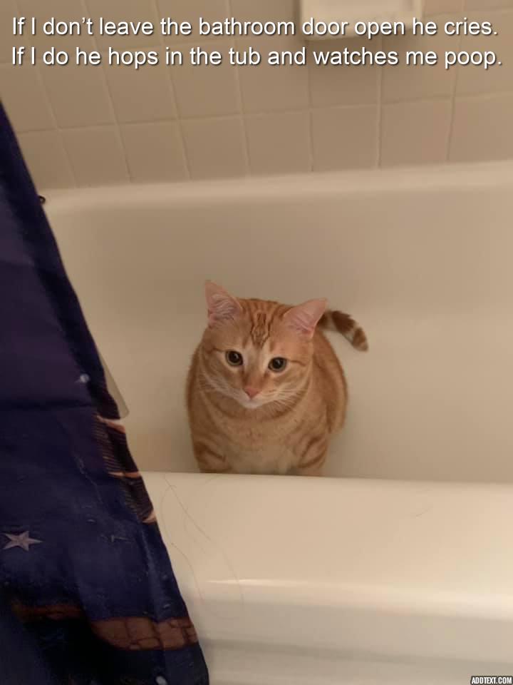 🤨 When was the last time you bathe your cat? 🥰If your cat doesn't li