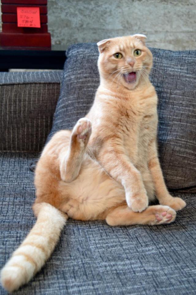 Fluffy Cat's Hilarious Sitting Pose Leaves Internet in Stitches: 'Flexible