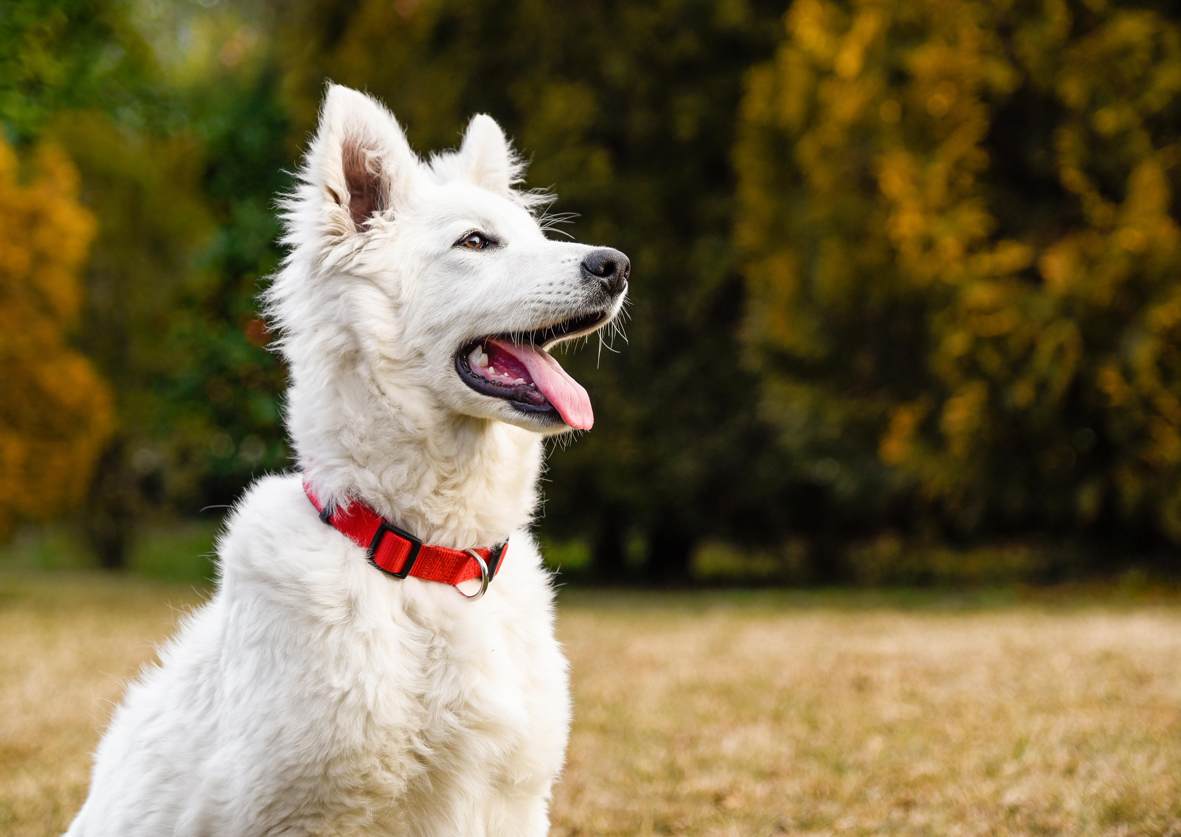 why do dogs open their mouths when playing