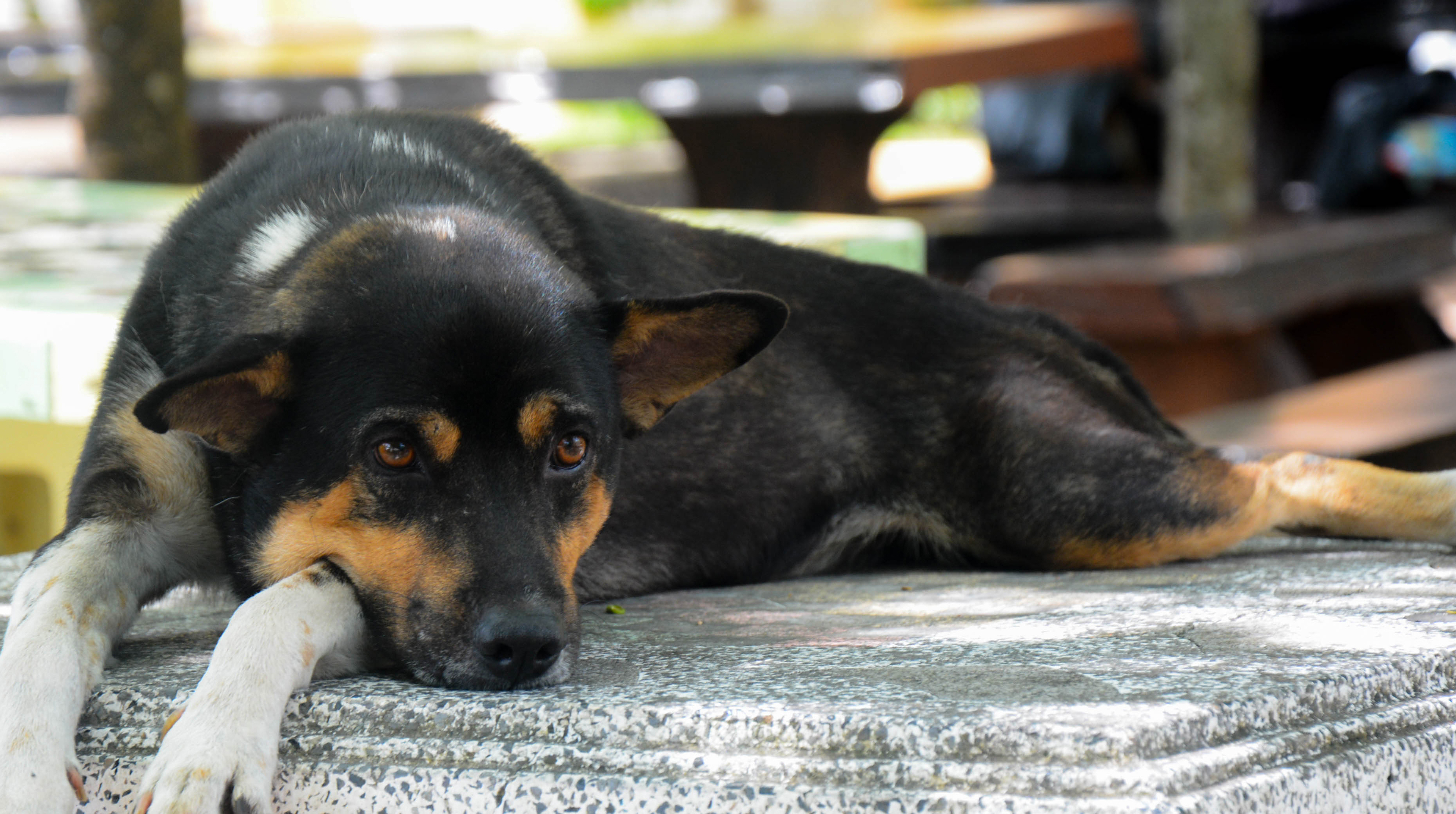 Treating cushing's clearance in dogs naturally