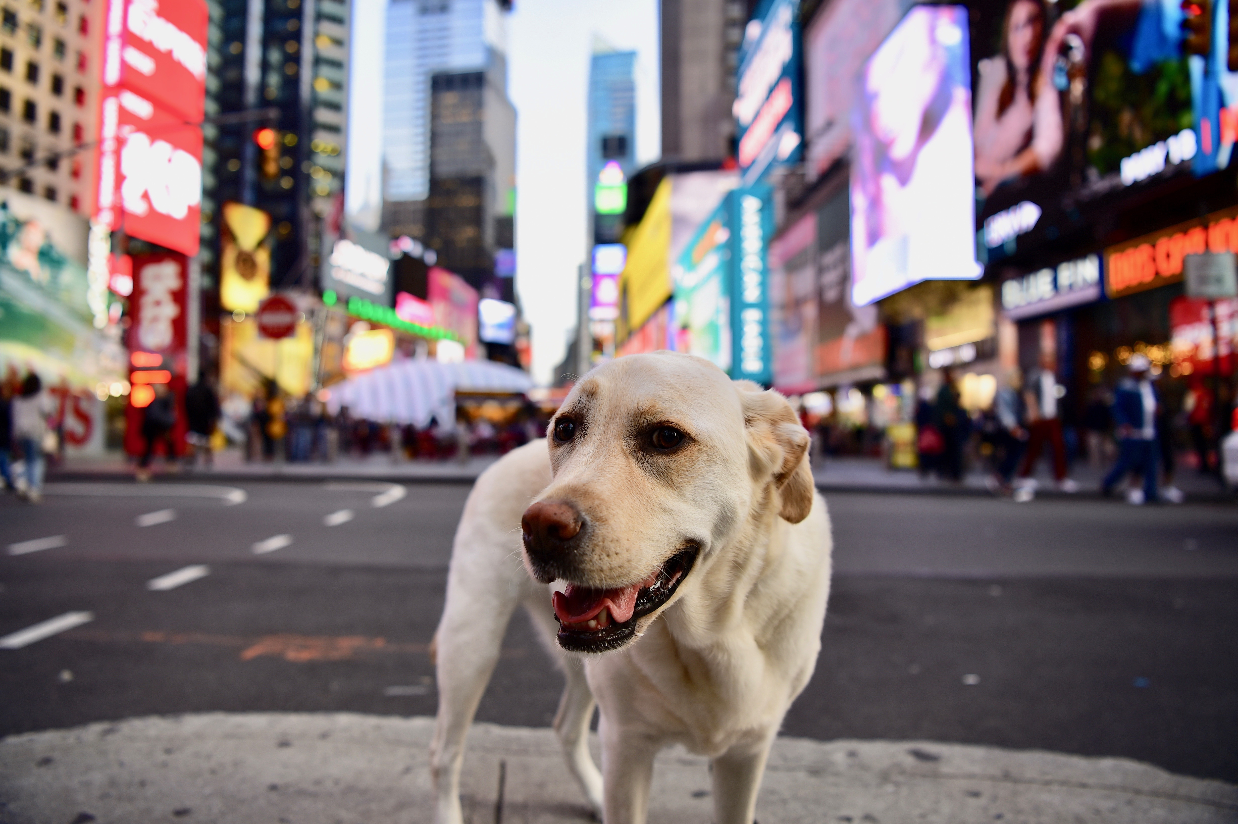 What are the most common dog names in New York City? Ciao, Bella