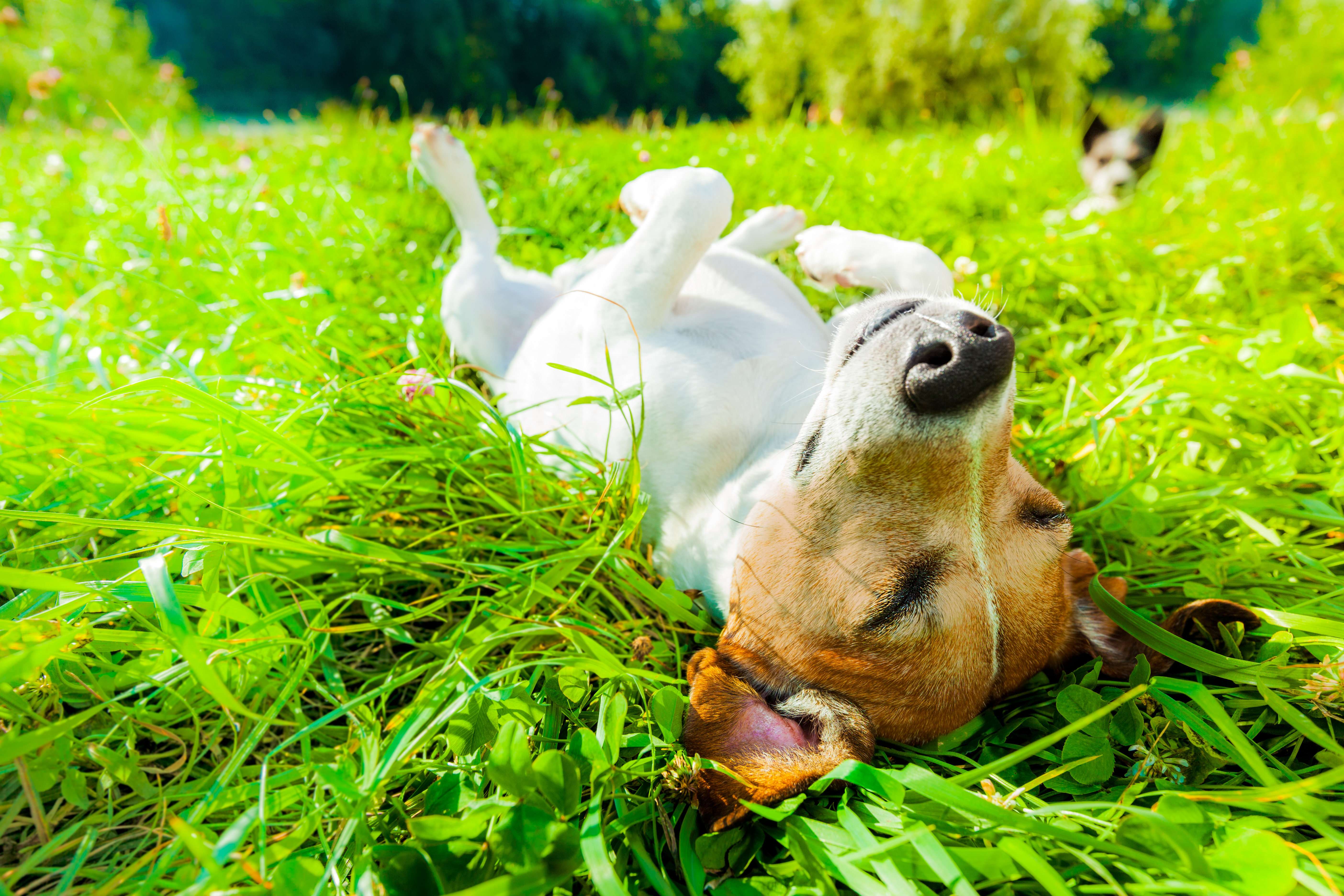 Dog lays best sale on back