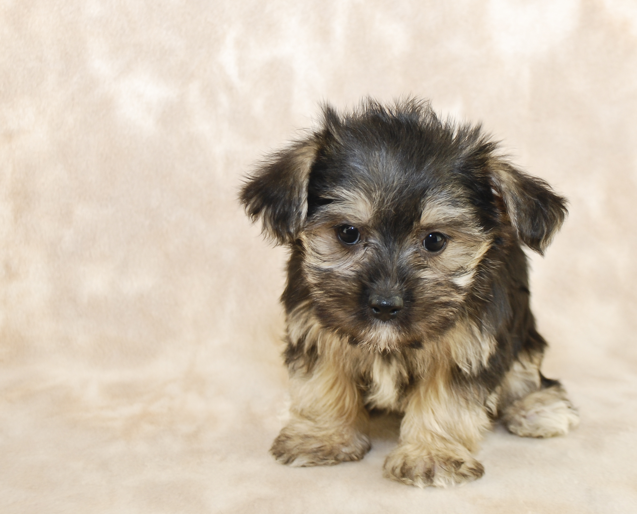 Potty training a yorkie clearance puppy