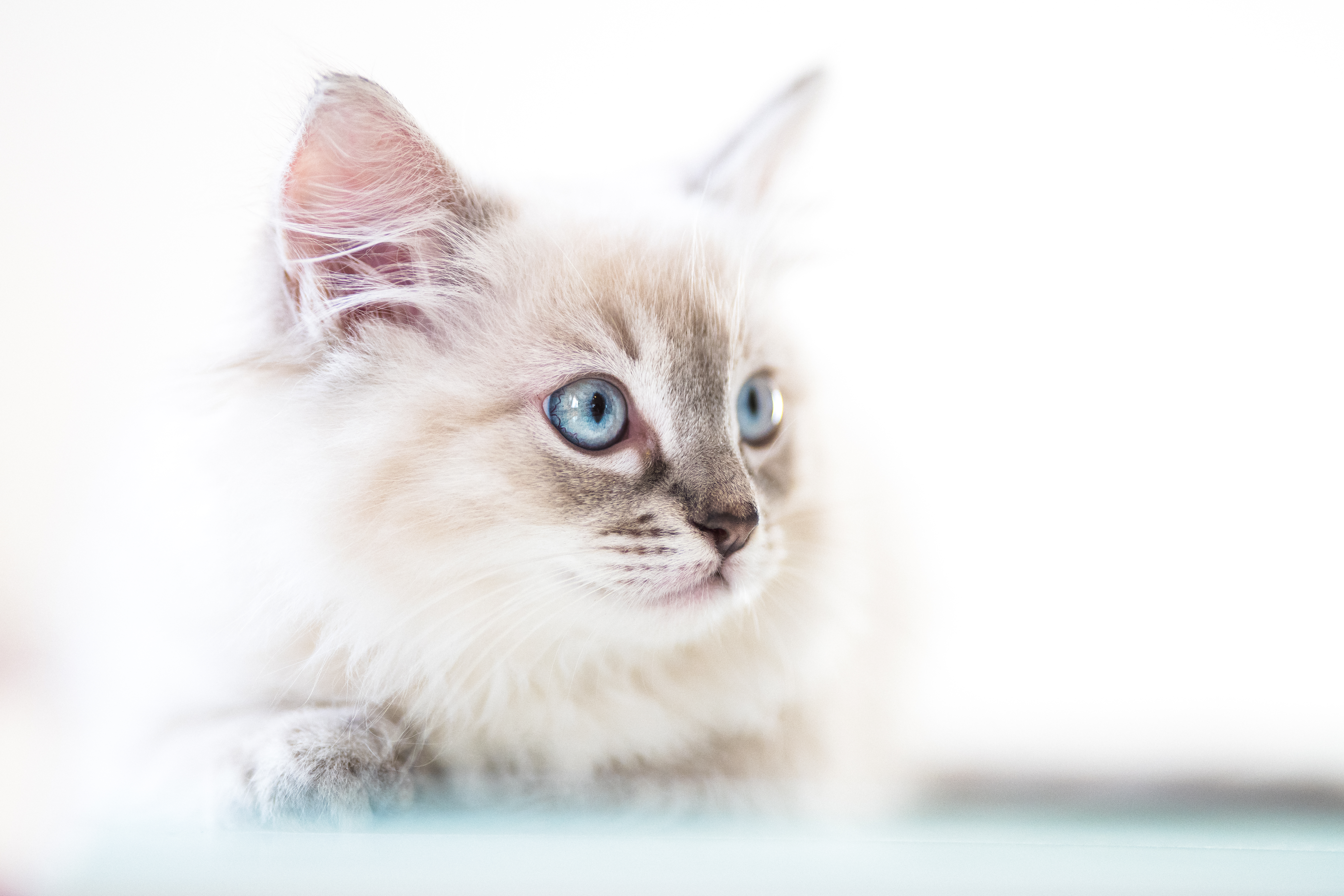 White Cat Names! Here Are 300+ Perfect Names for White Cats | Cuteness