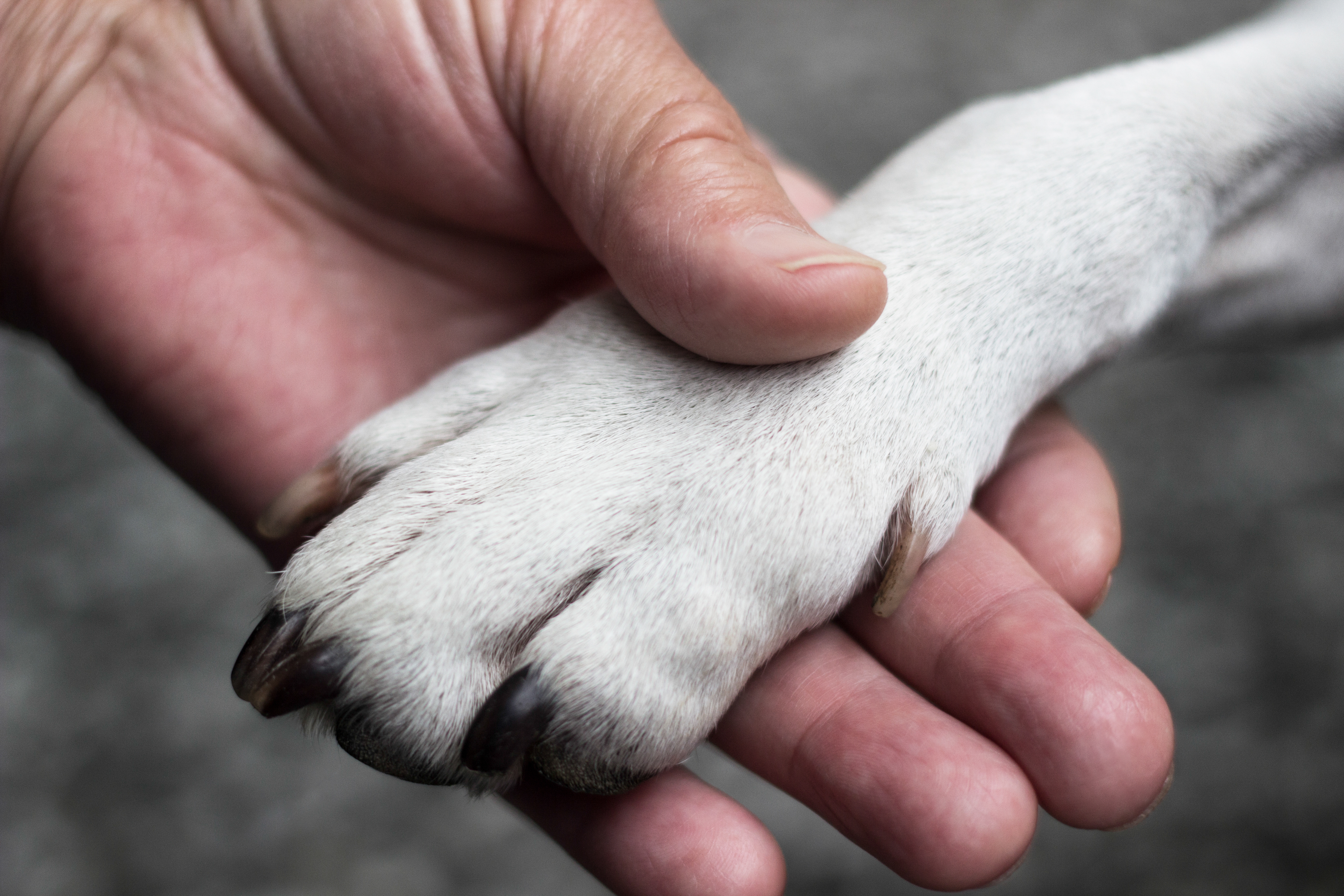 Dog athlete's shop foot treatment