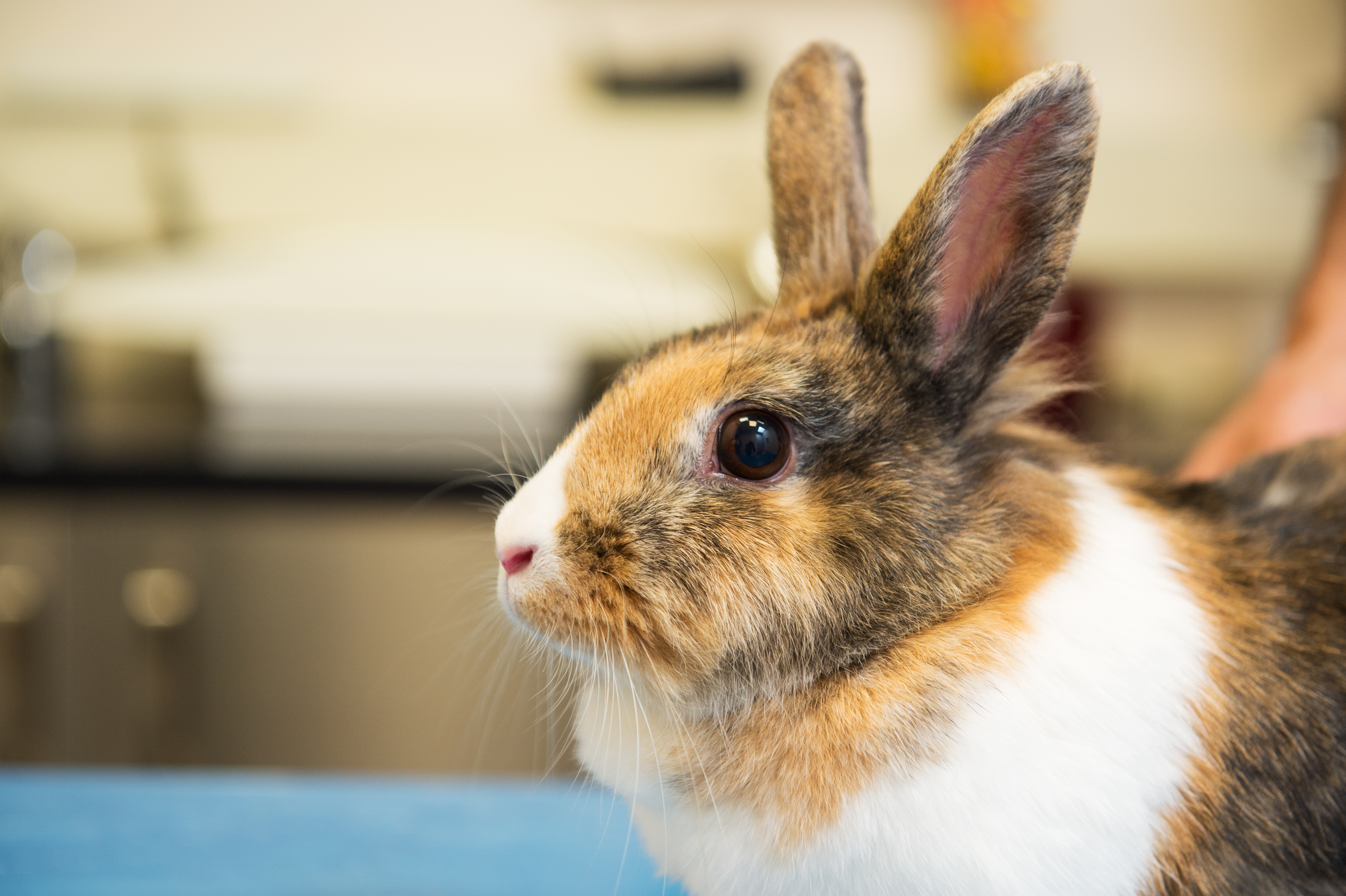 Sarcoptic mange hot sale in rabbits