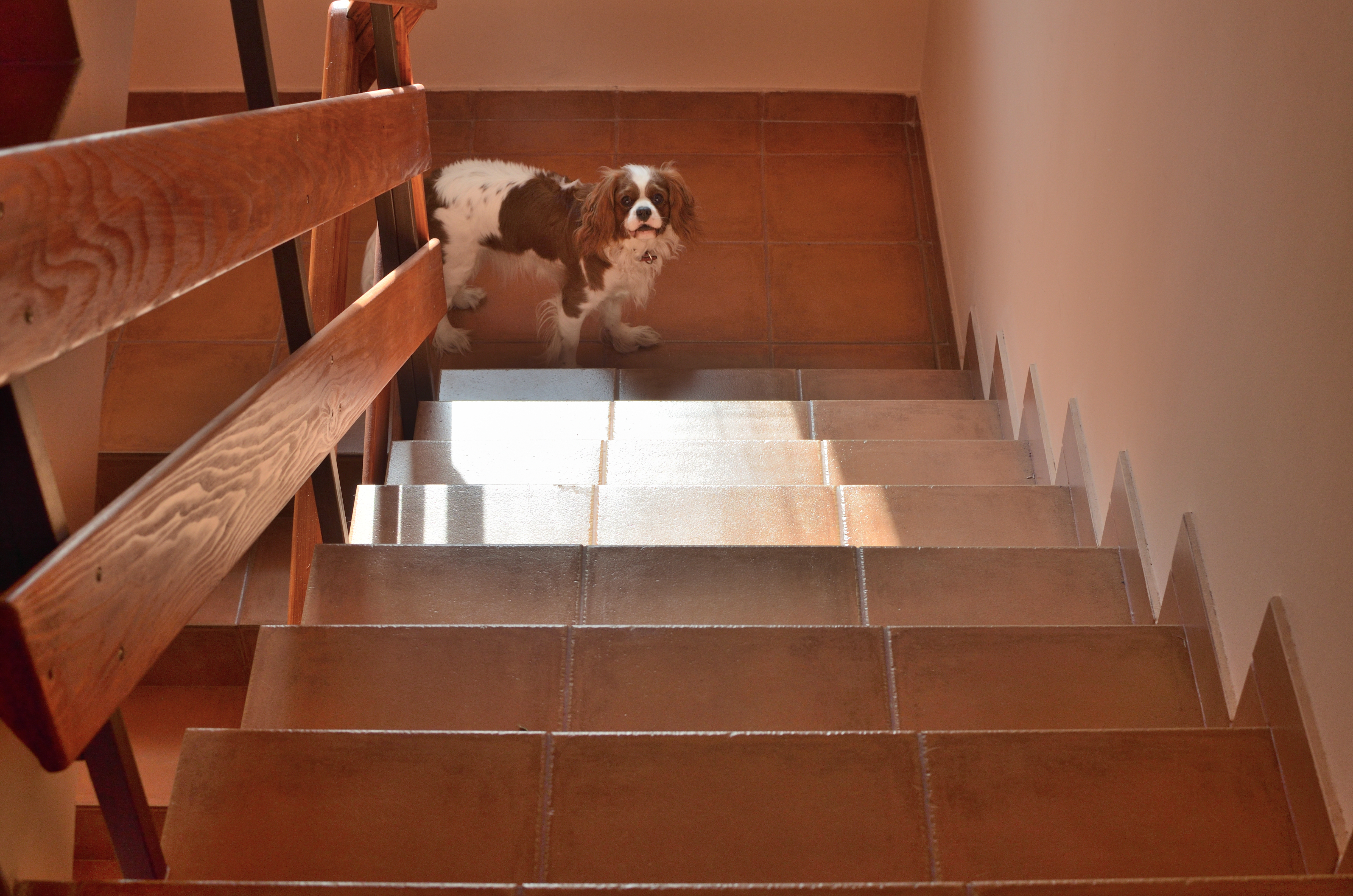 How to teach dog to go up clearance stairs