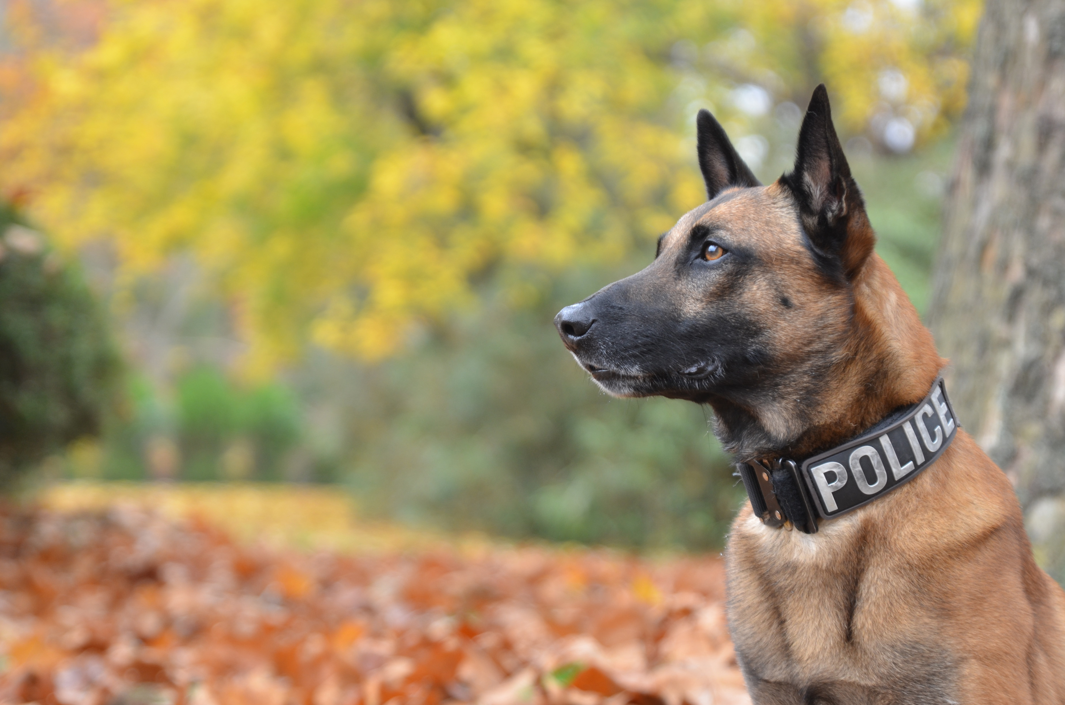 Belgian Malinois - All About Dogs