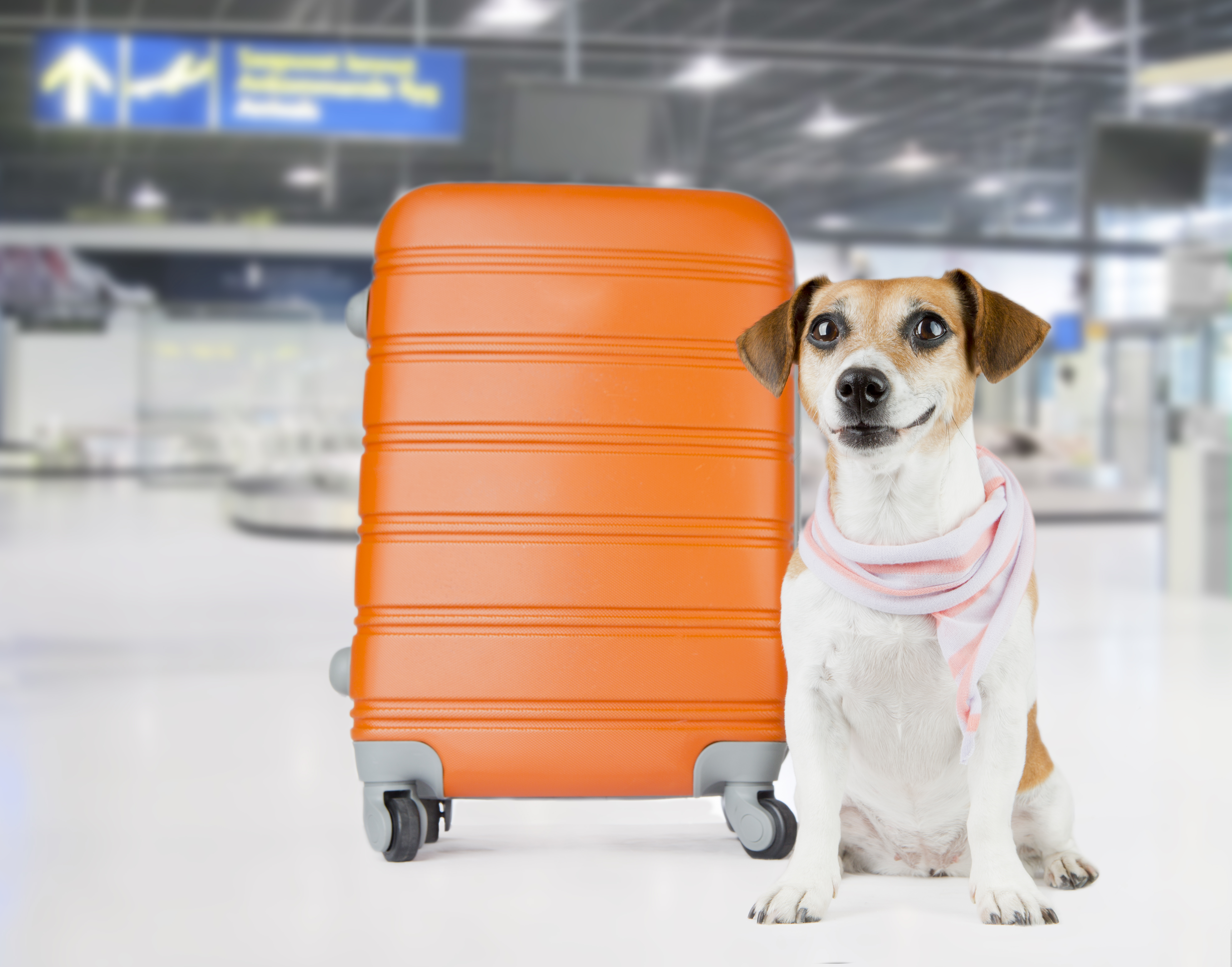 how much does it cost to ship a dog on a plane