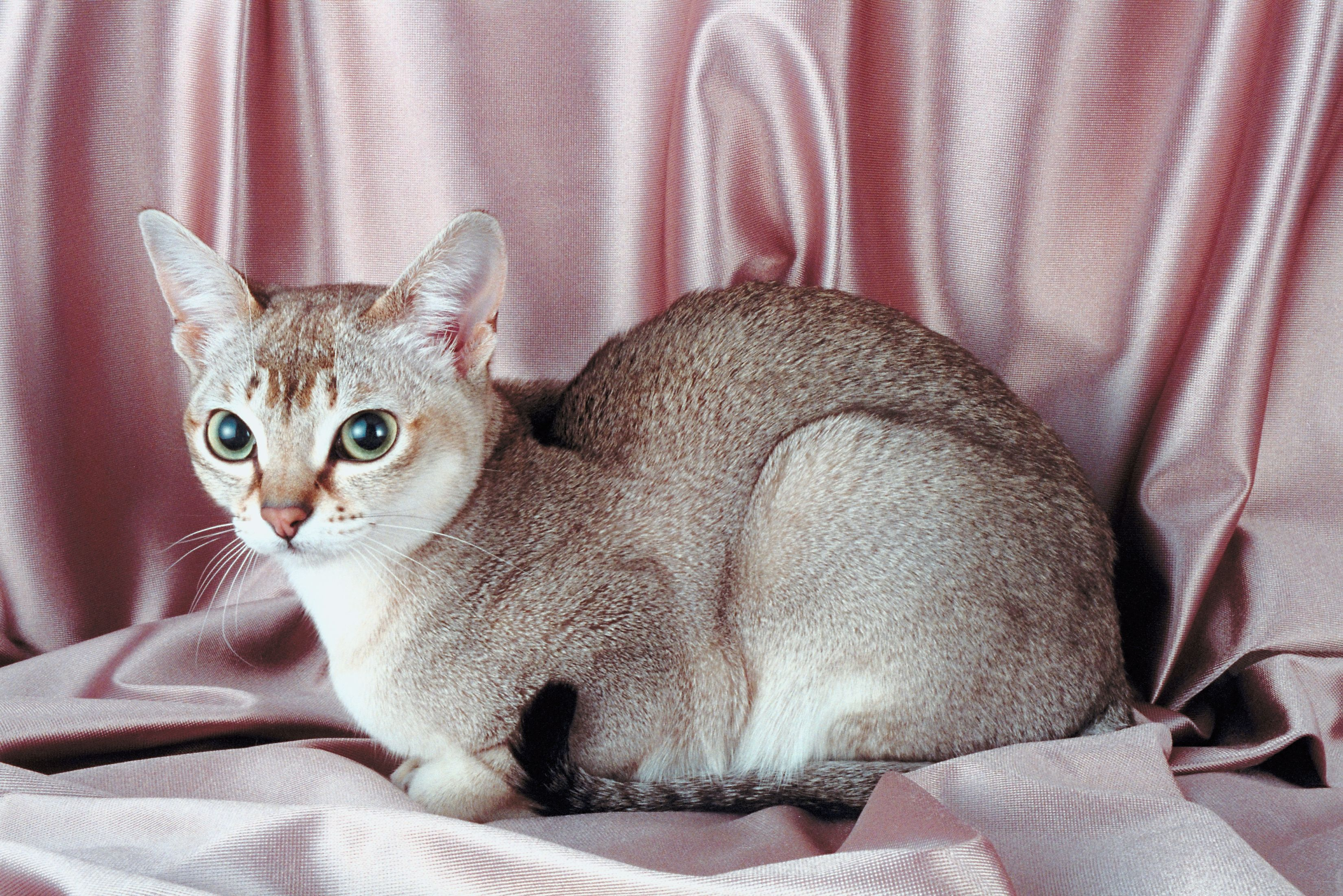 Singapura Cat Breed Facts & Information | Cuteness