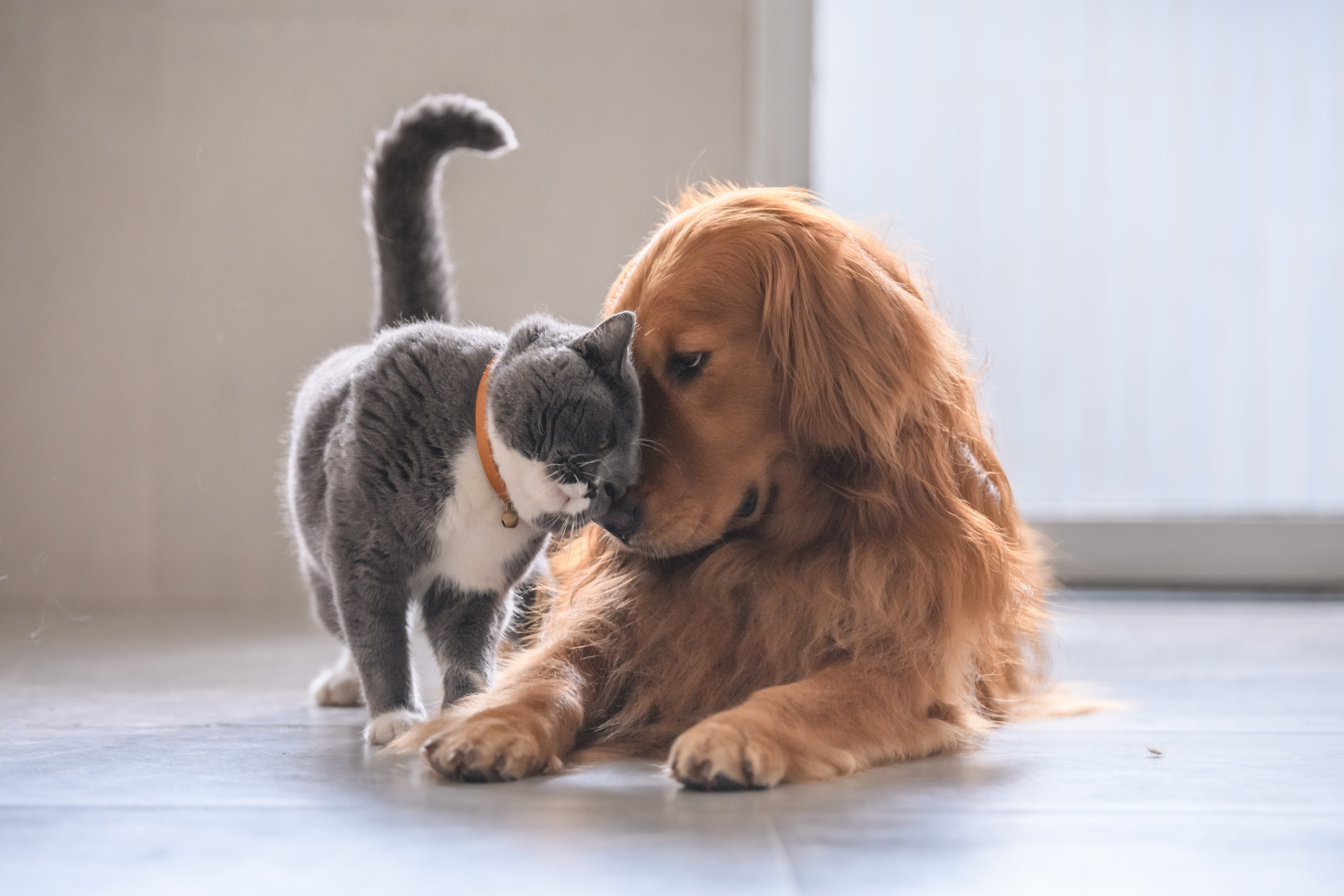 5 Astonishing Similarities Between Cats and Dogs