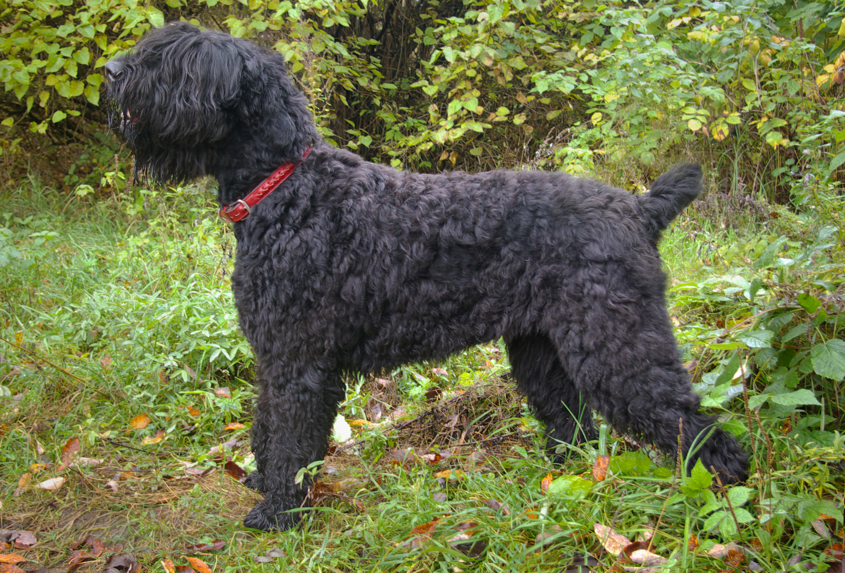 Black russian terrier service sales dog