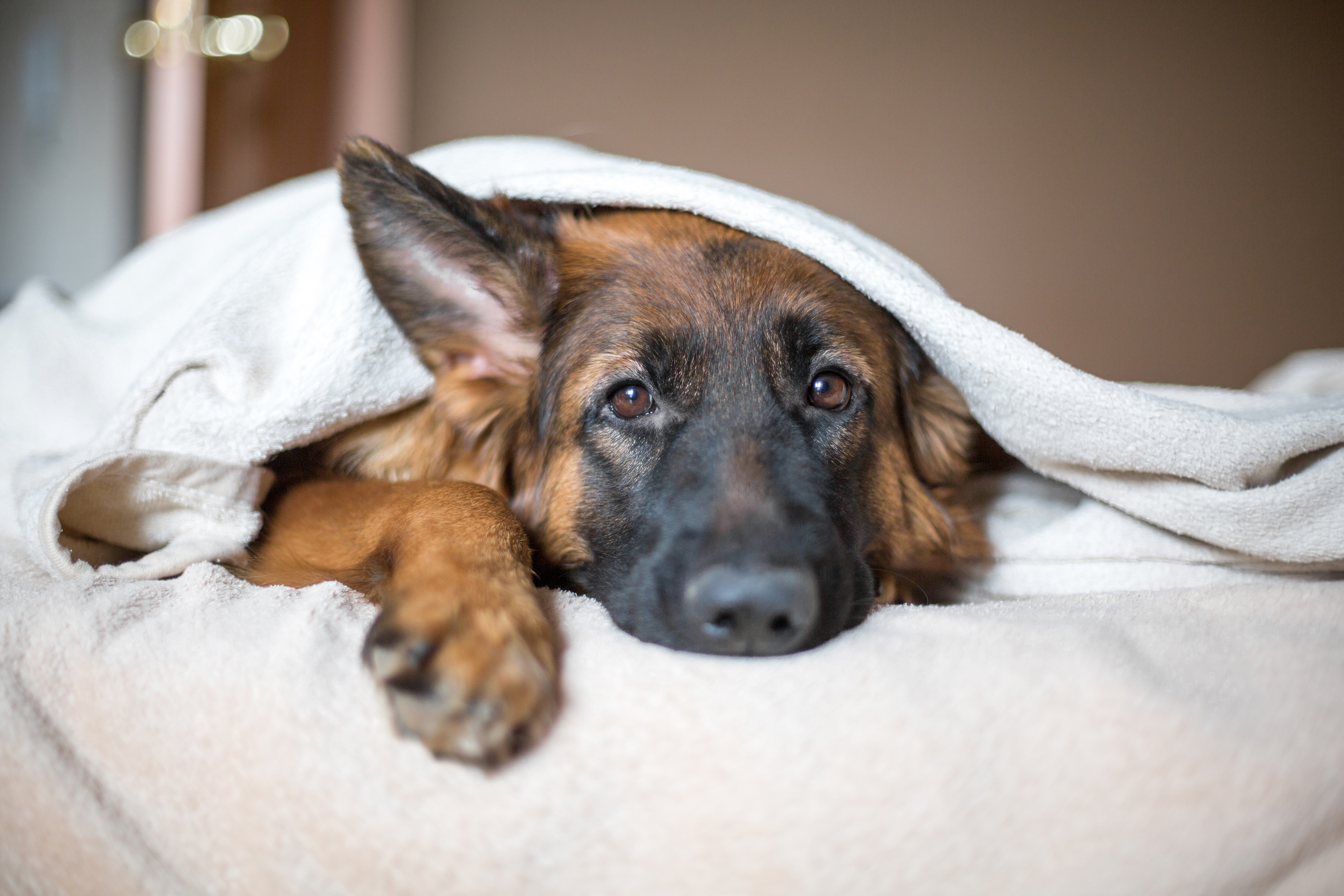 Dog coughing best sale up white mucus