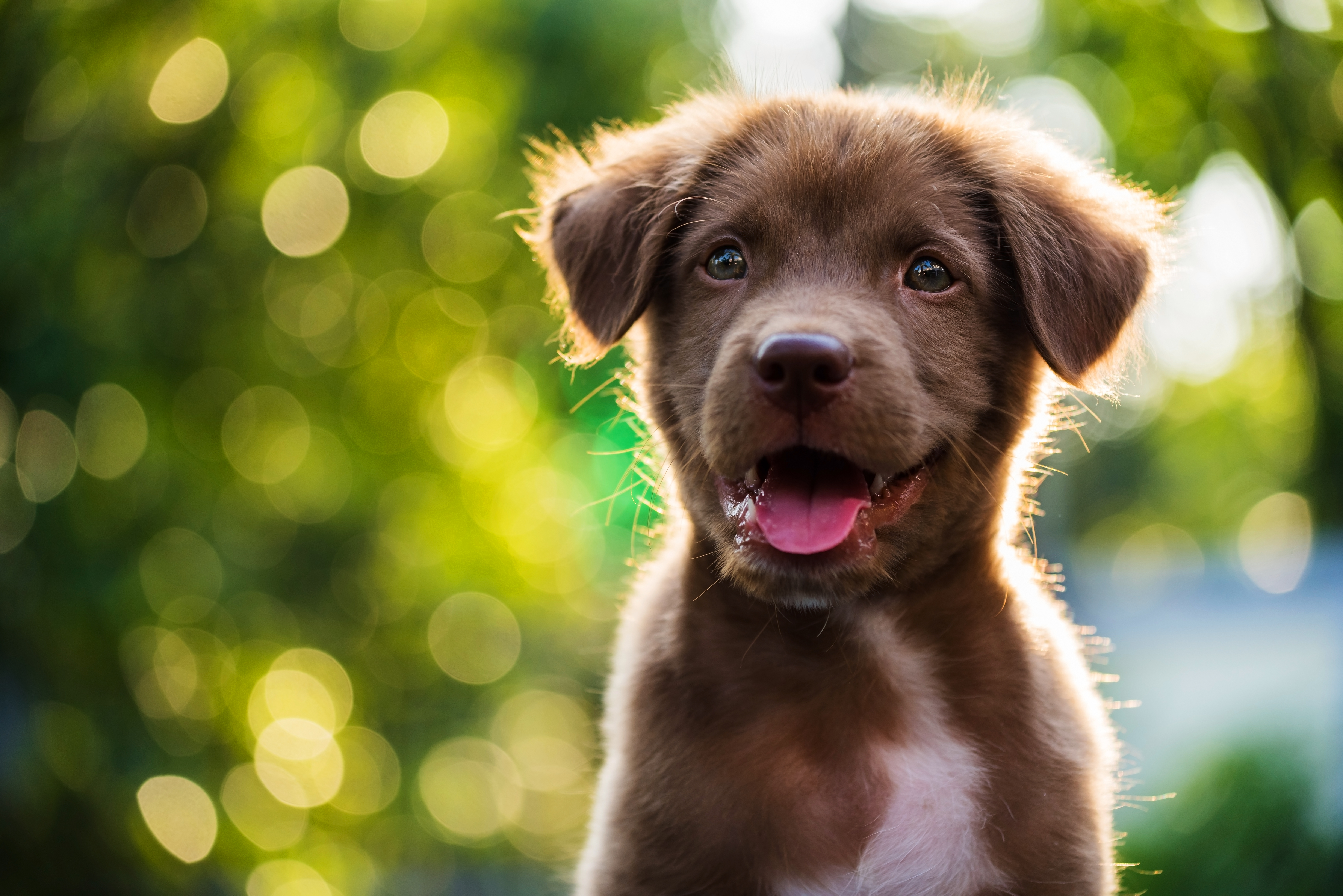 Puppies with hot sale fur