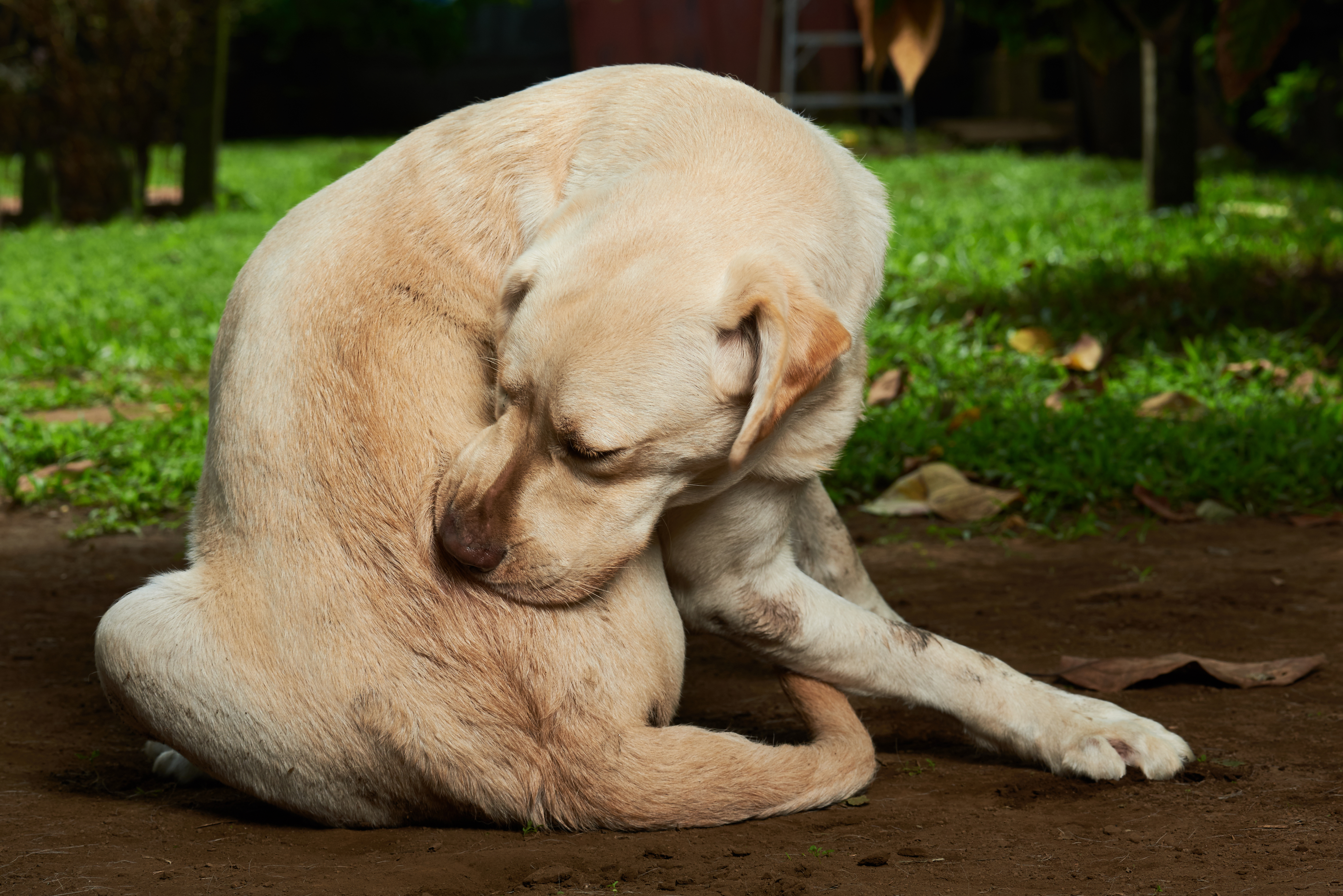 Dog hairball blockage discount treatment