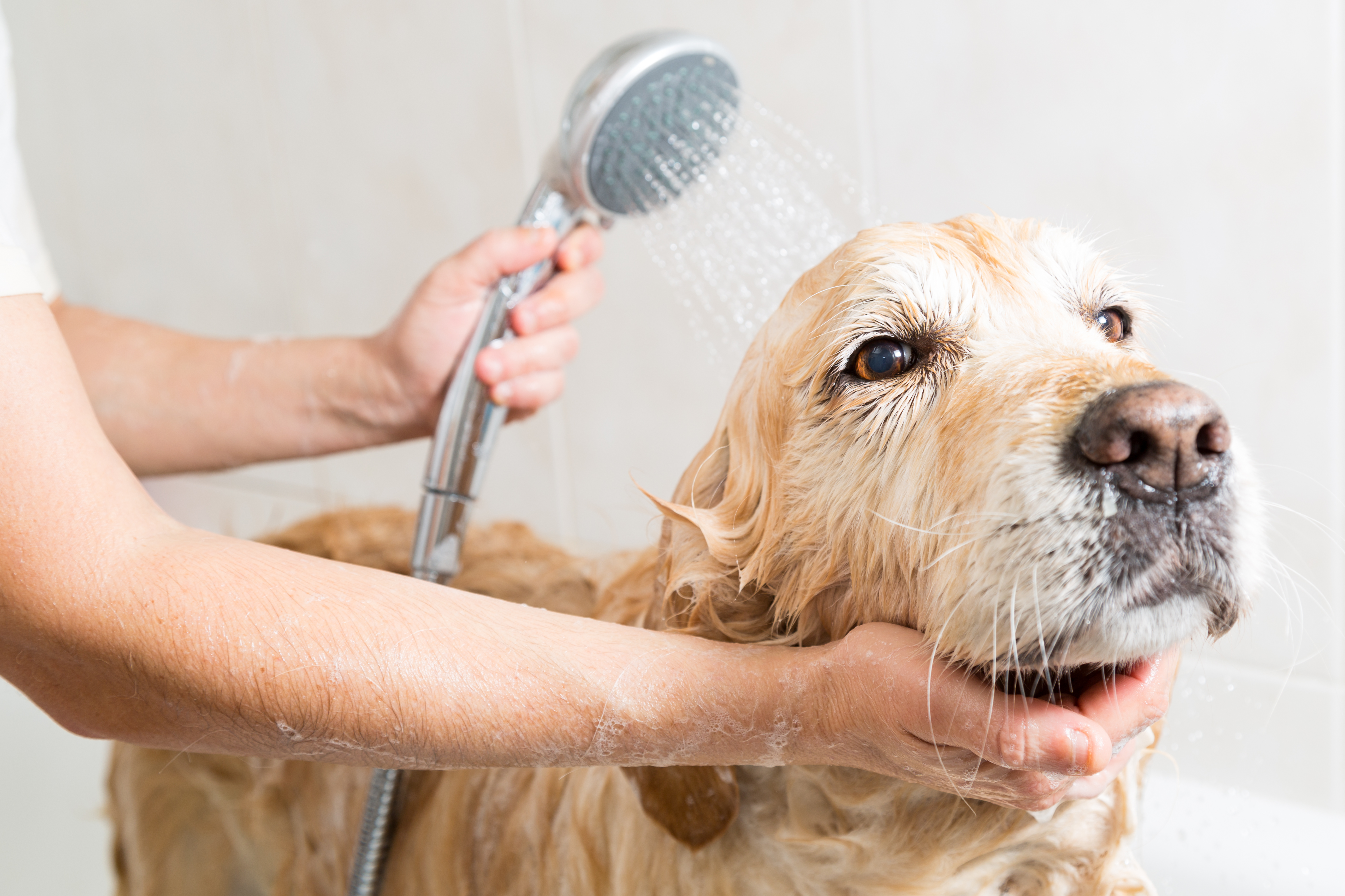 Head and shoulders 2025 on a puppy