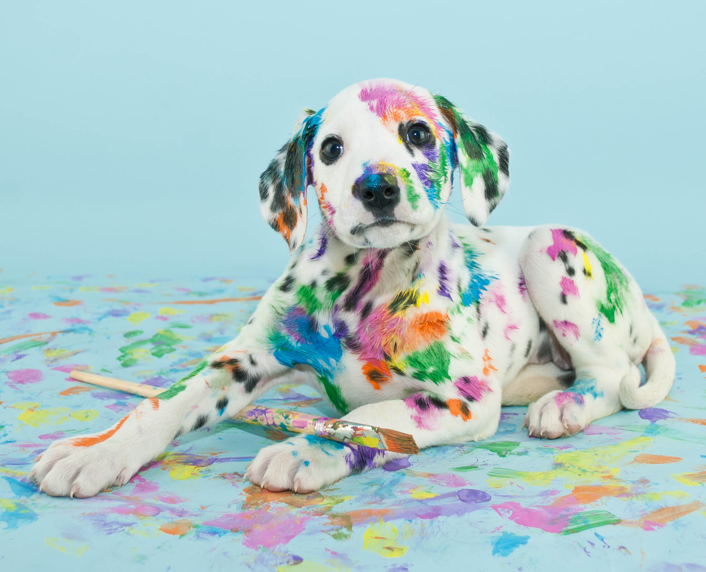 Pet safe paint for hot sale paws