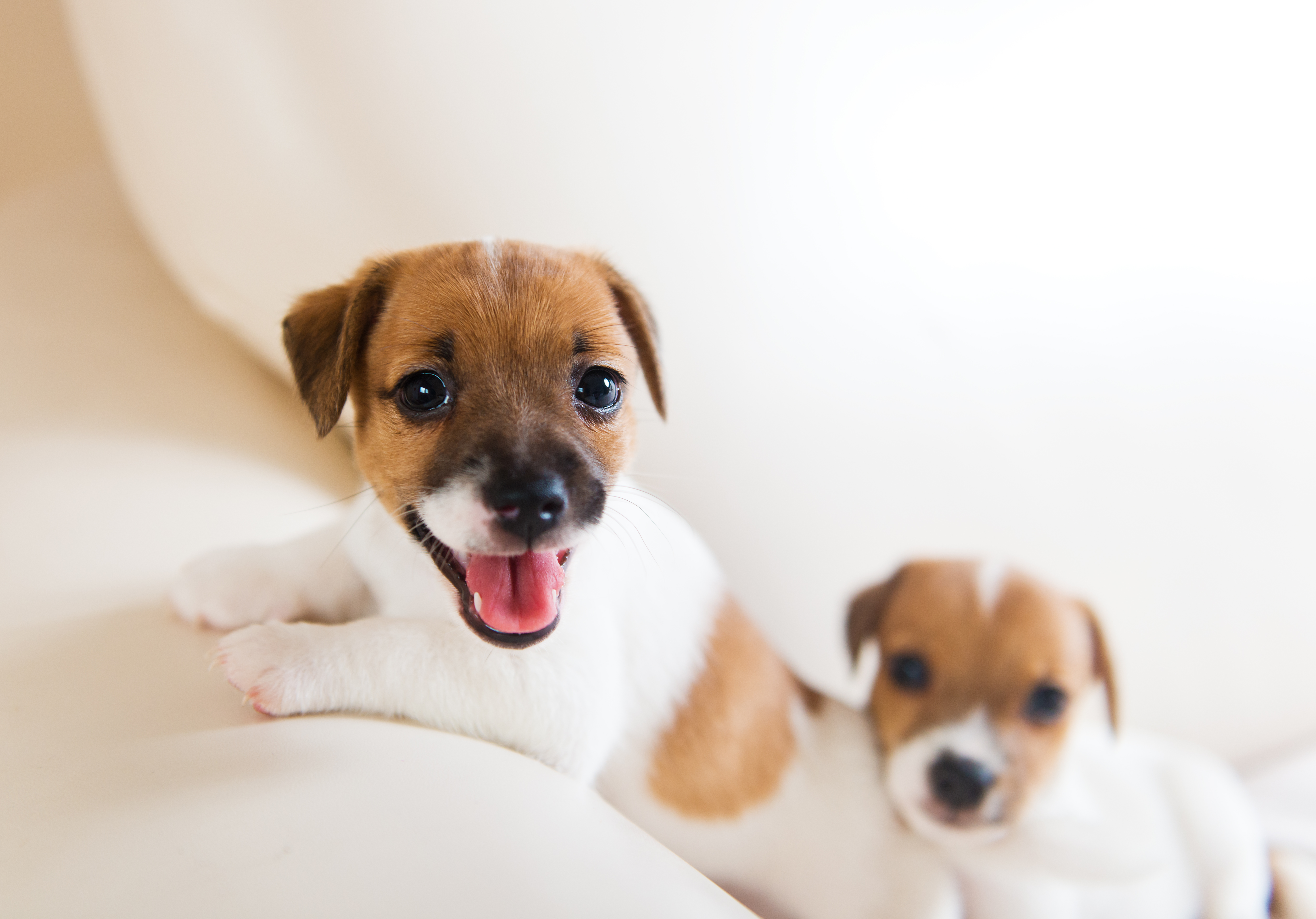 how do you raise two puppies successfully