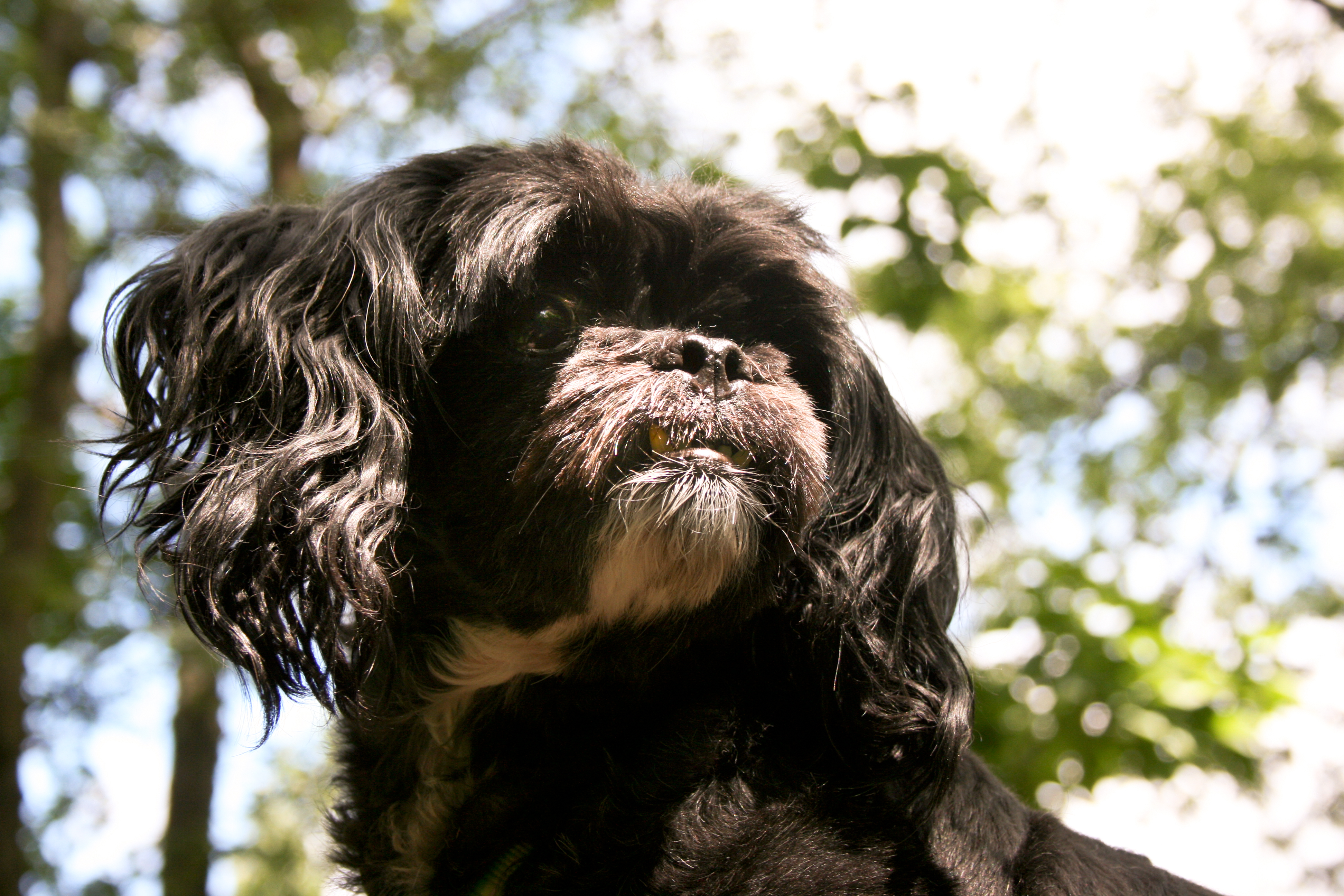 do peekapoo dogs shed