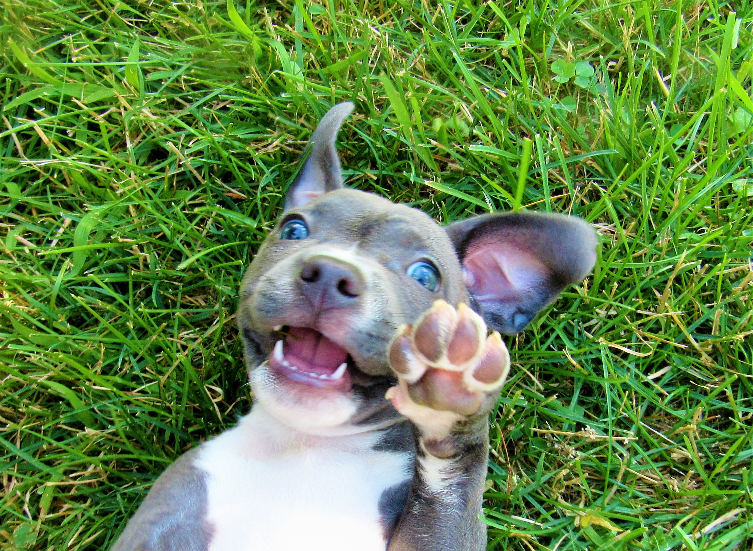 pitbull dog blue nose baby