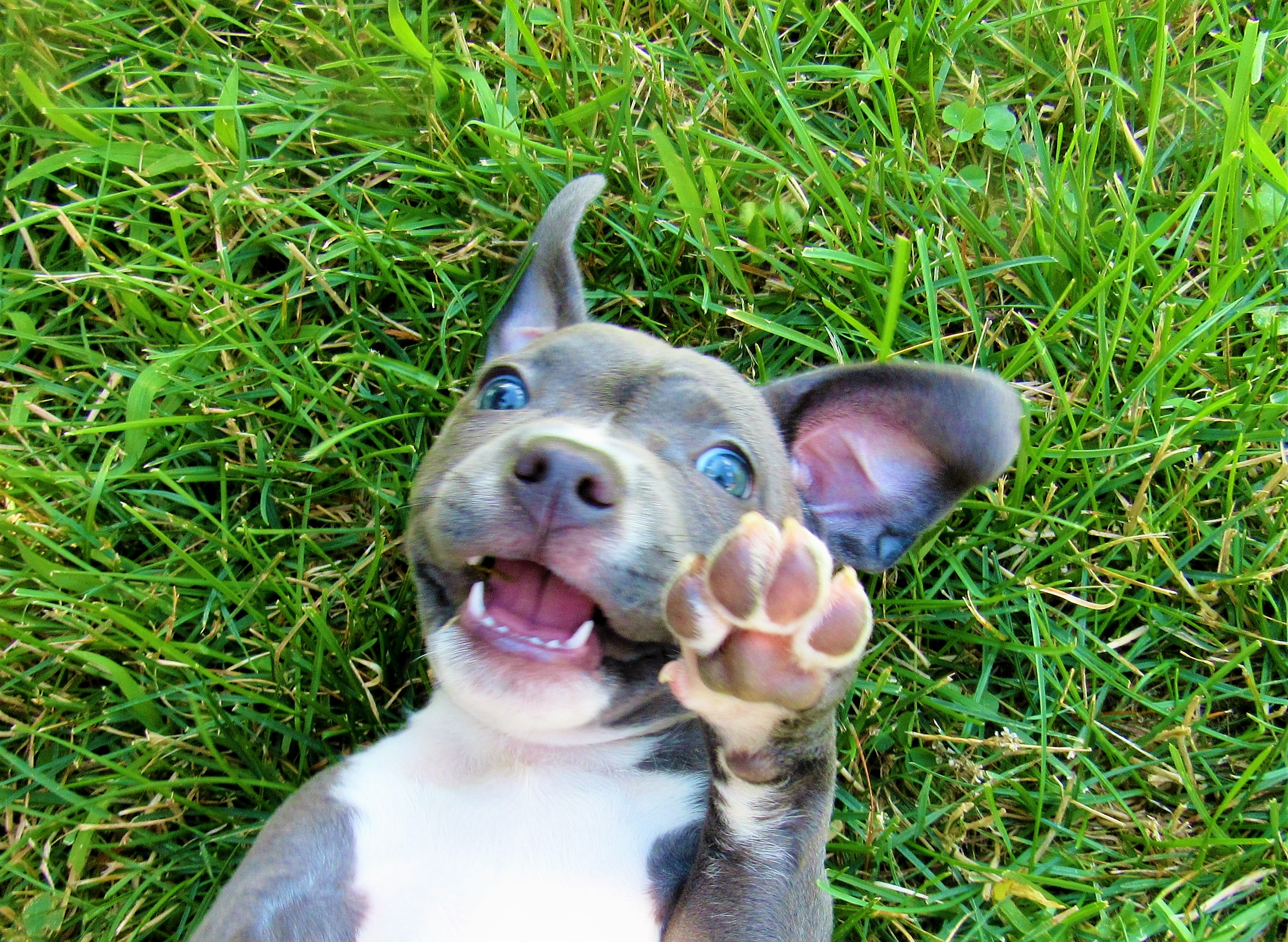 How often should you shop feed a pitbull puppy