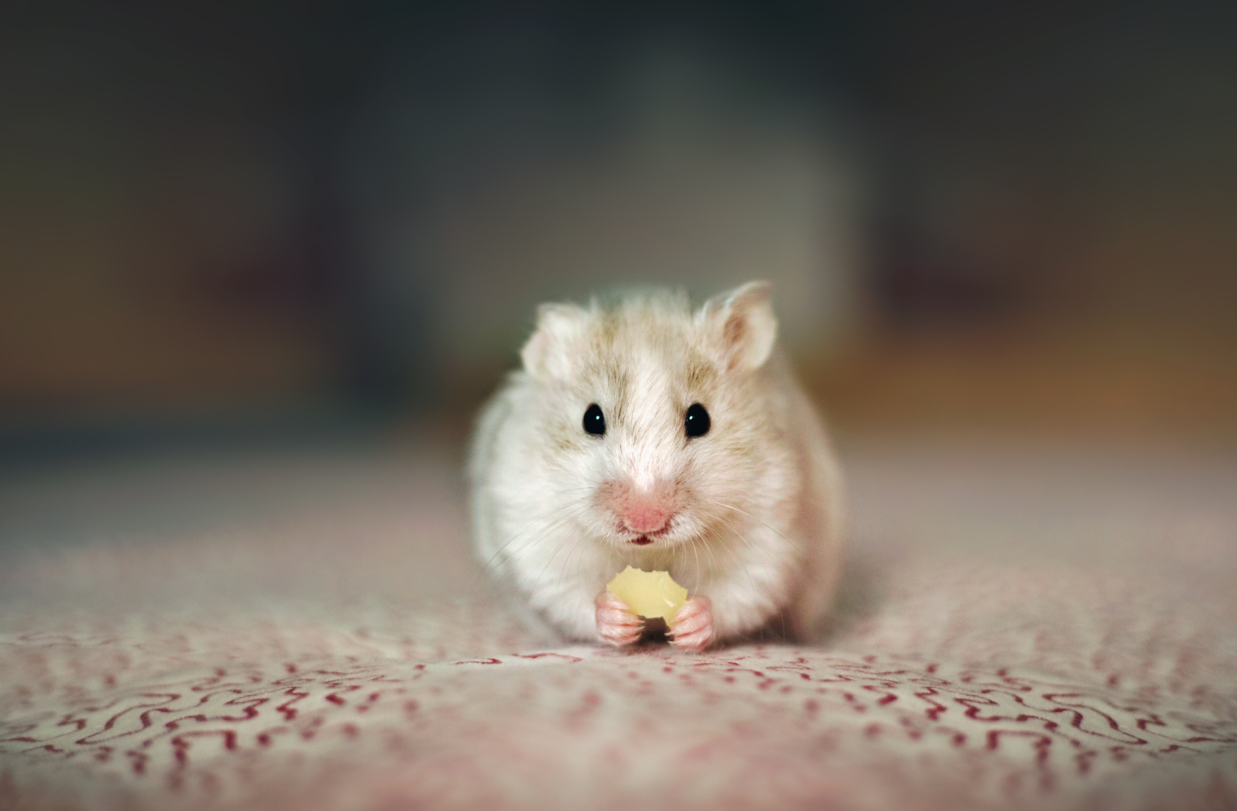 Syrian Hamster Care, Facts, Colors, Life Span - Shorthair & Longhaired