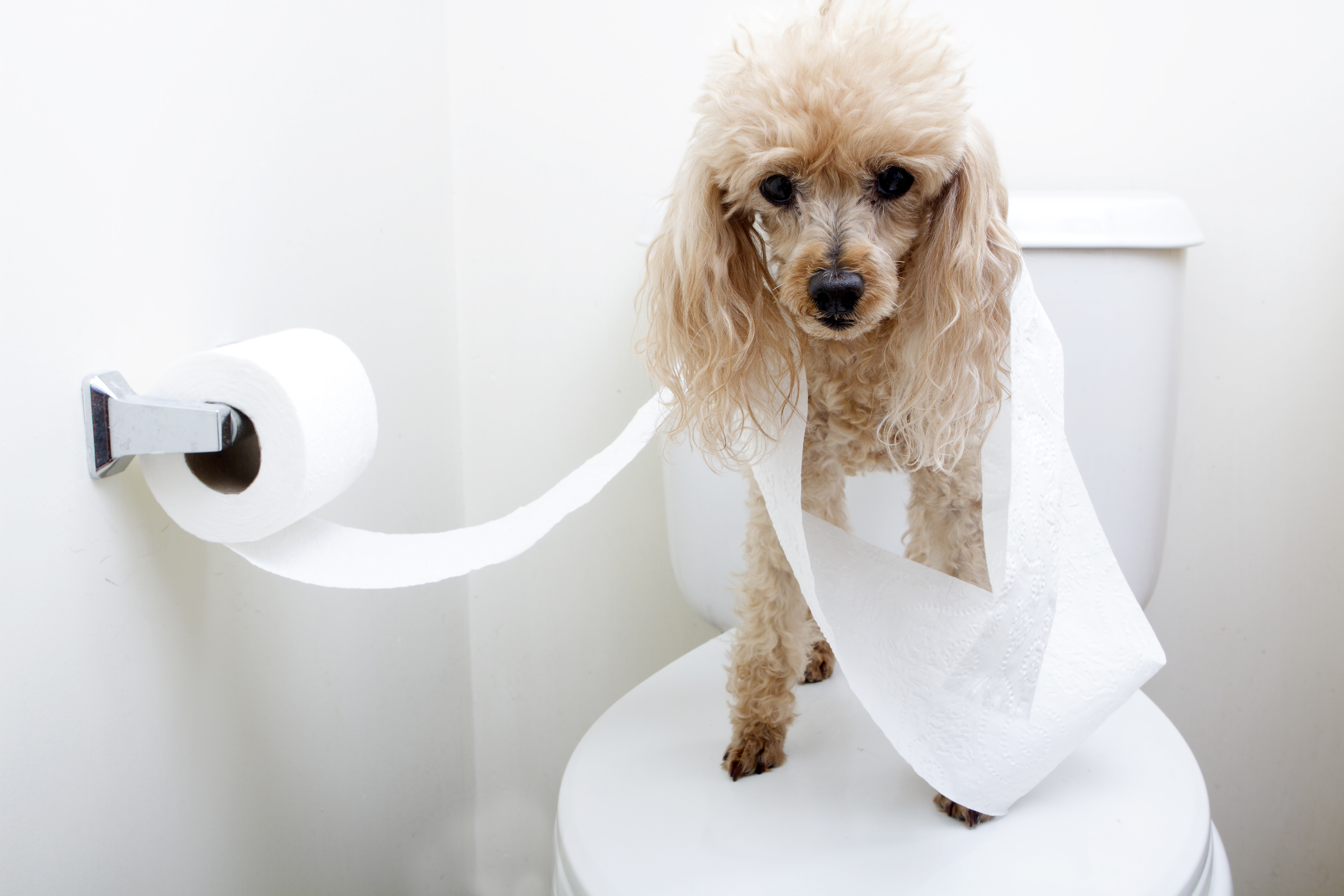 Train your dog to use clearance the toilet