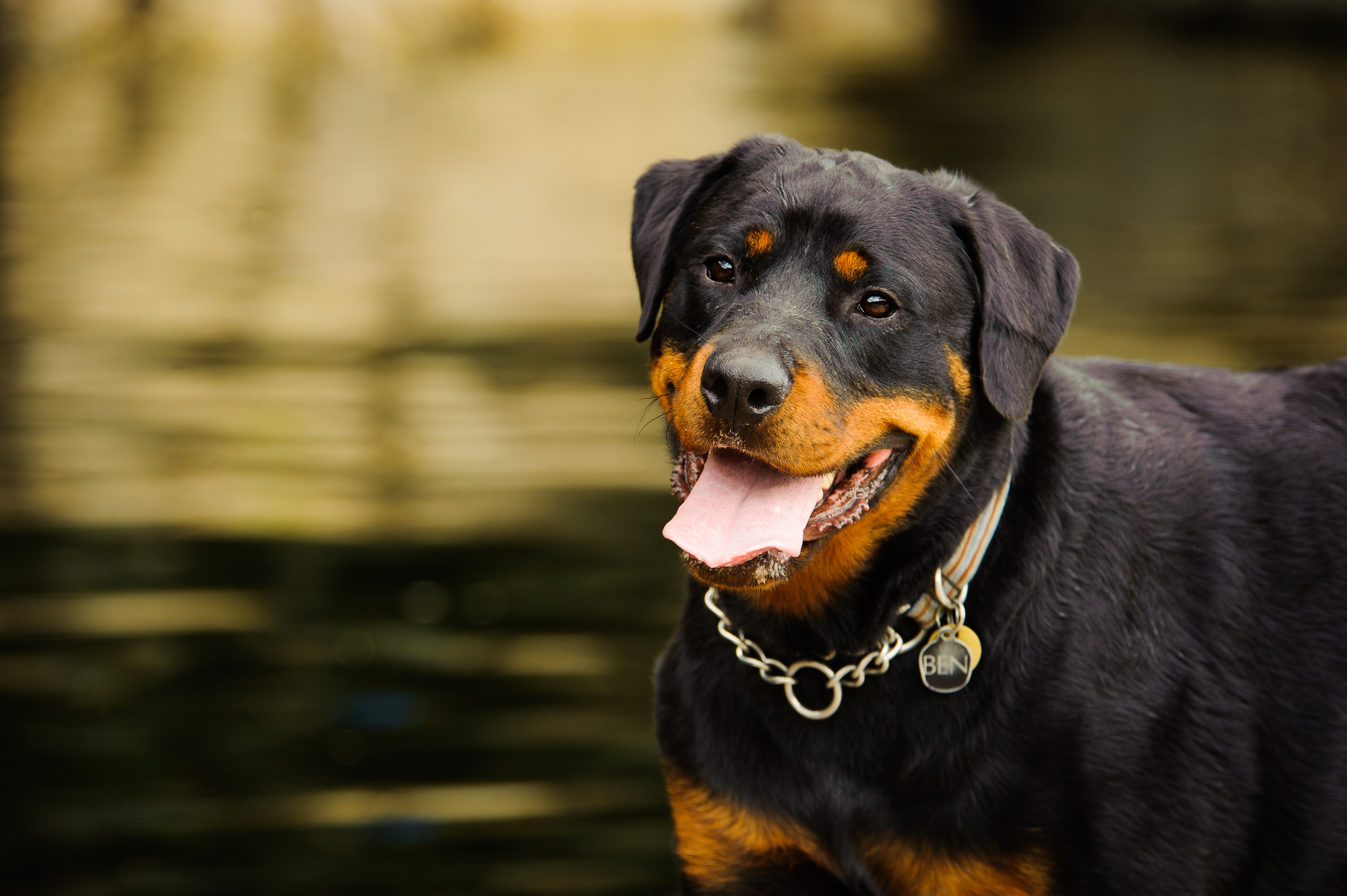 how much should a male rottweiler weight