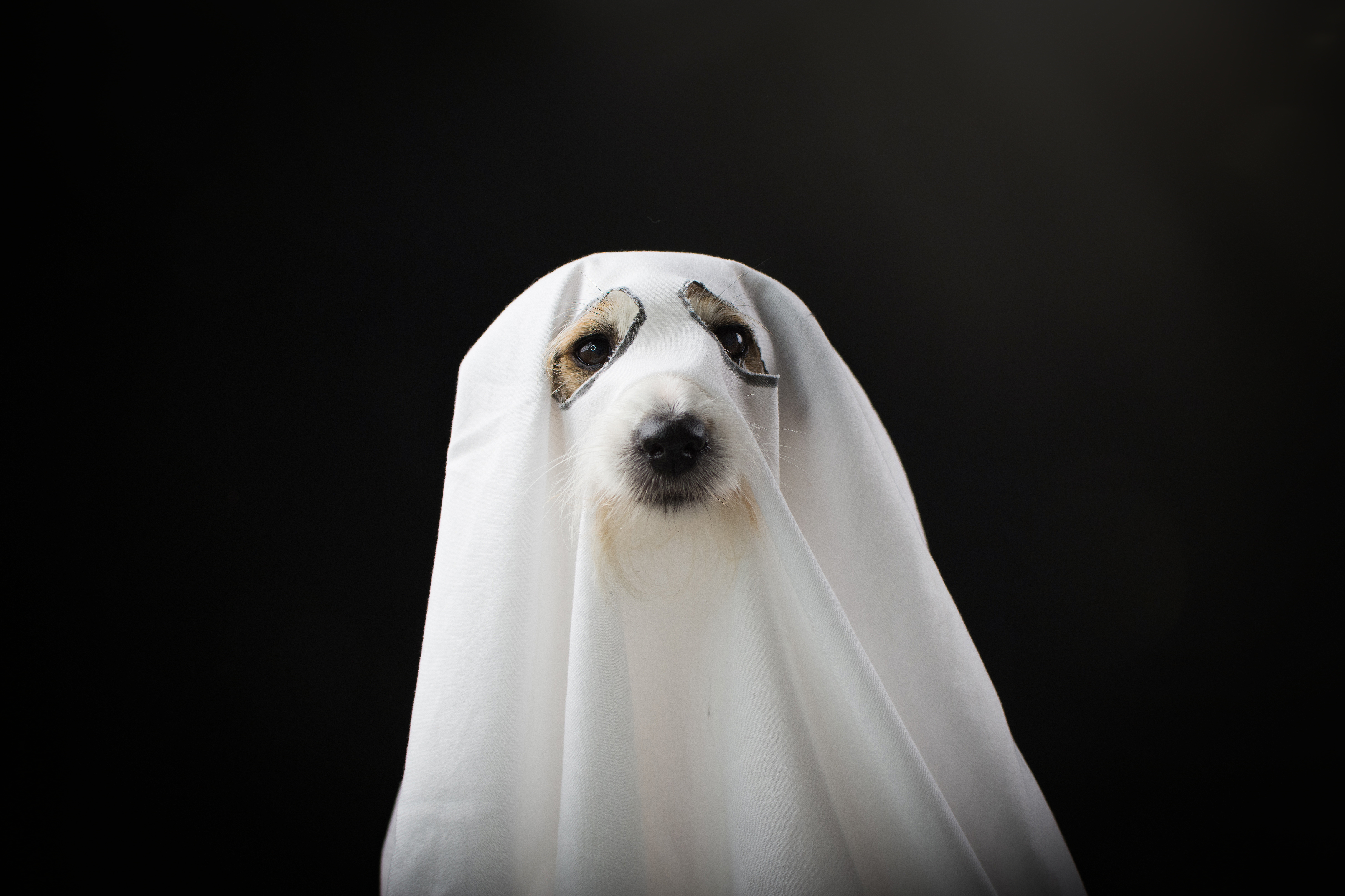 206 Halloween Dog Names for Spooky Pups