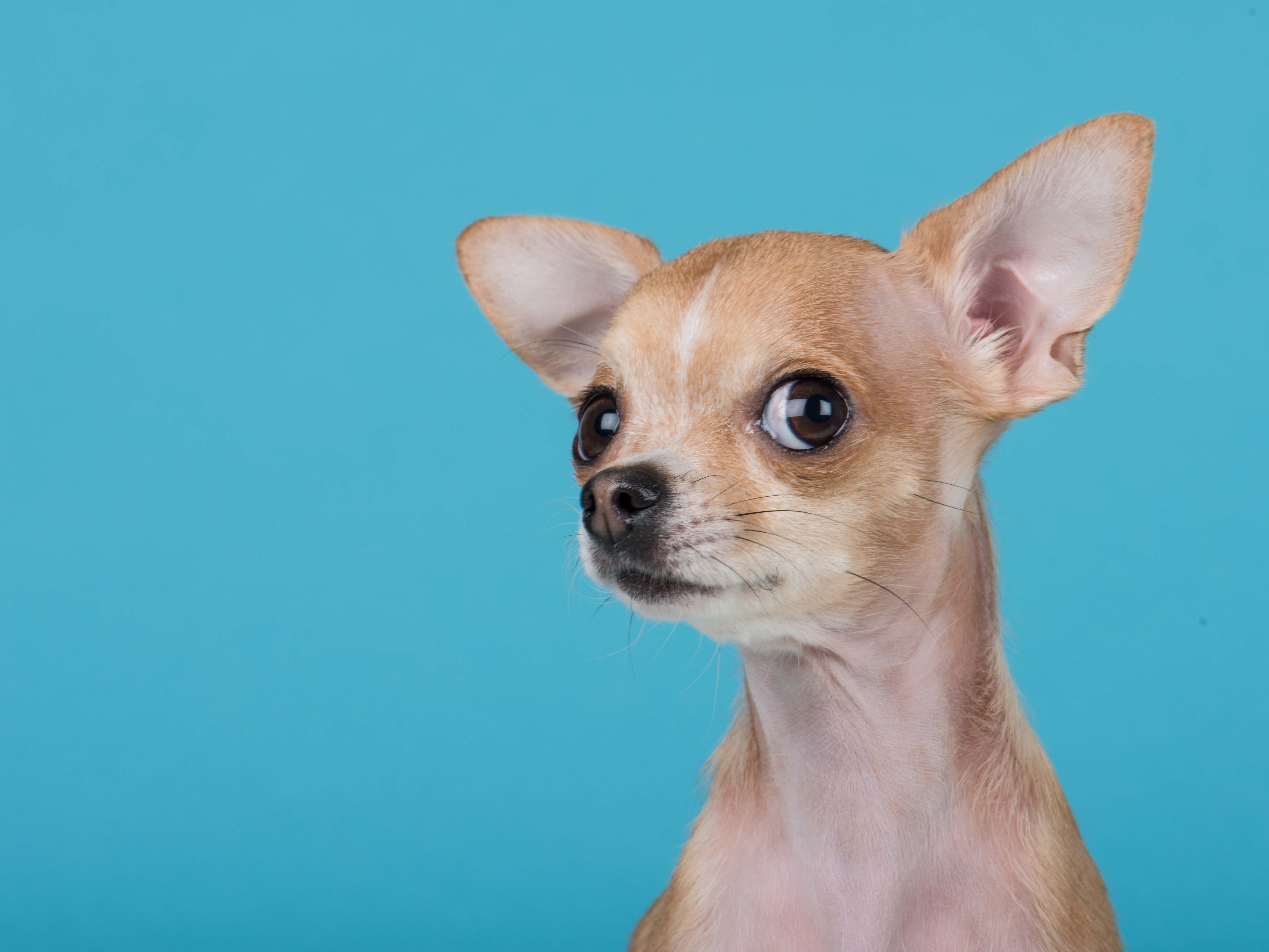 Apple dome best sale head chihuahua