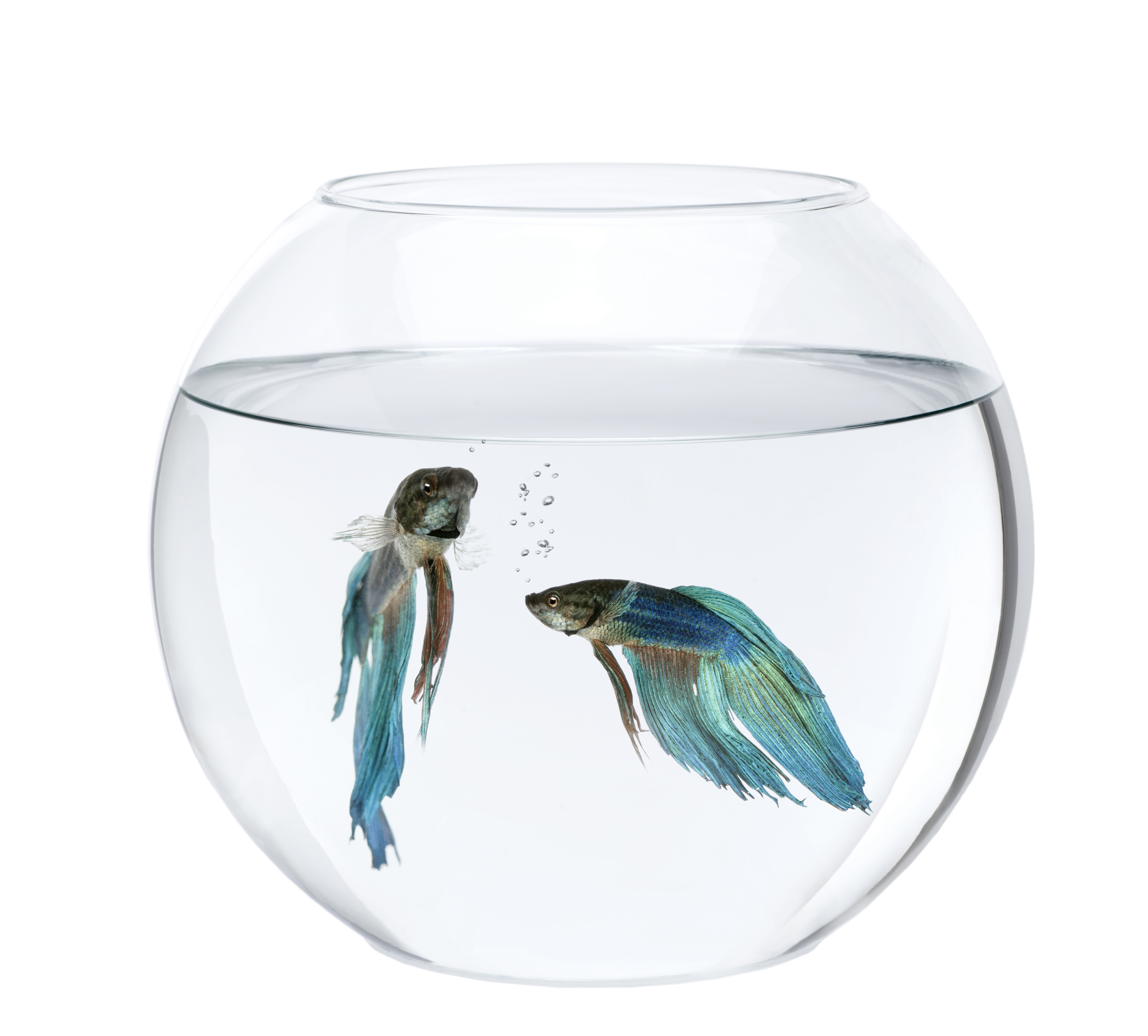 Betta fish bottom outlet of bowl