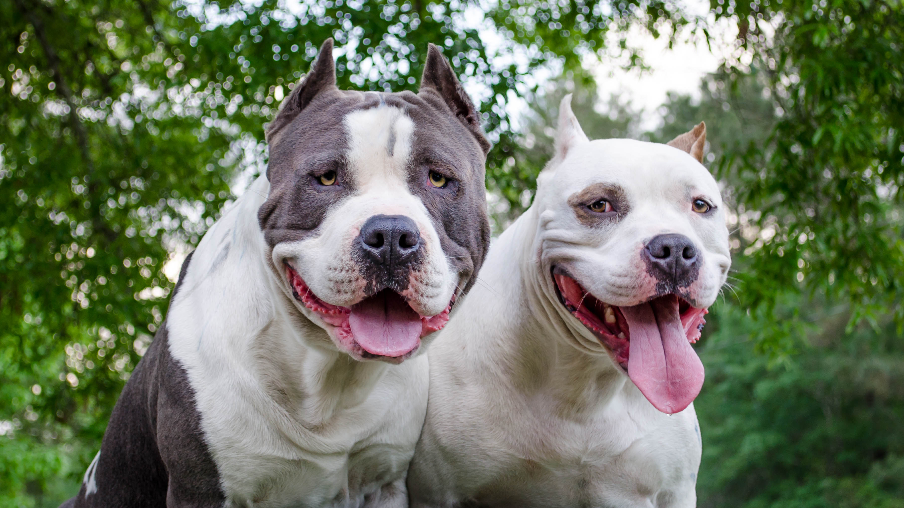 Difference between AmStaff and Staffordshire Bull Terrier