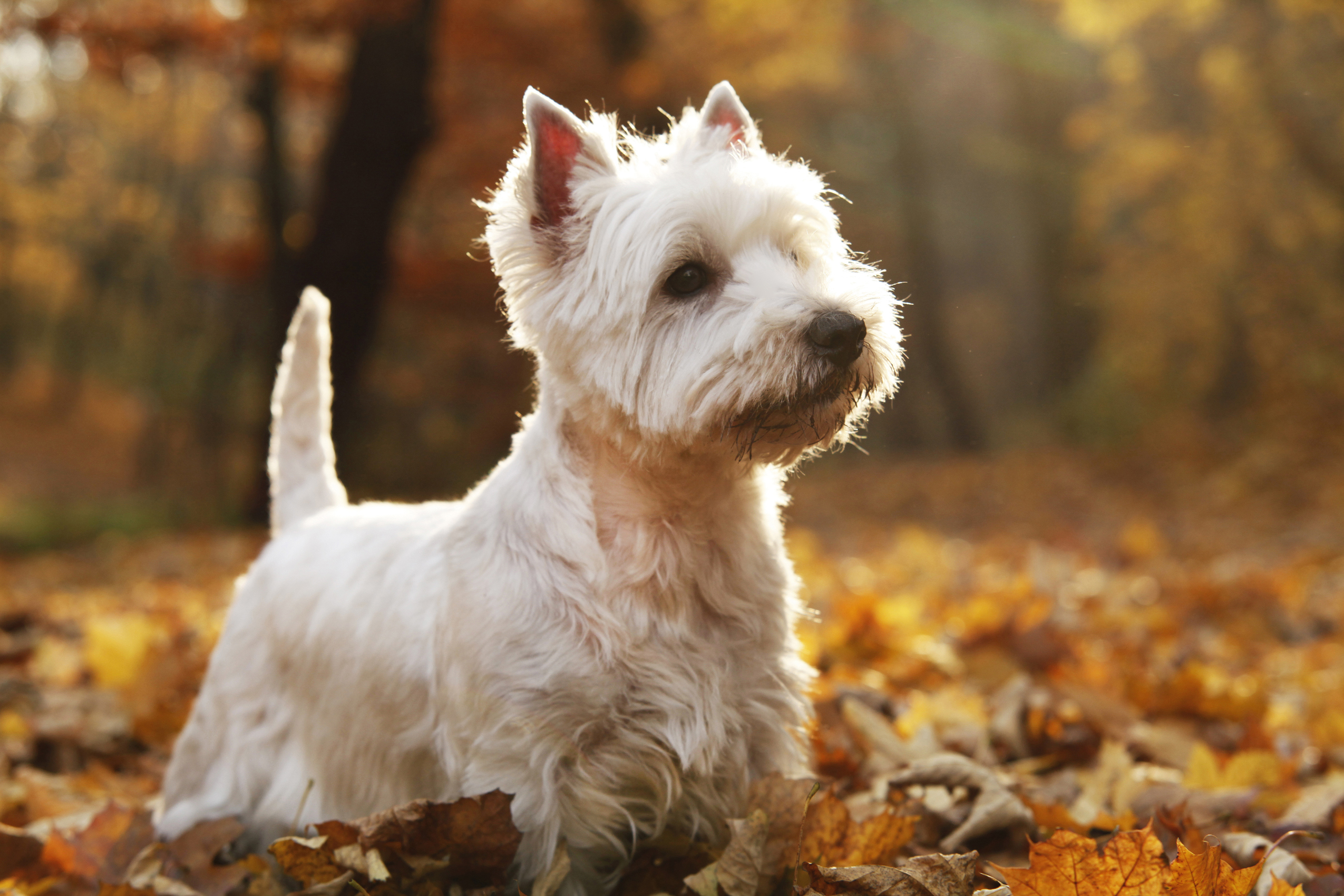 White clearance highlander dog