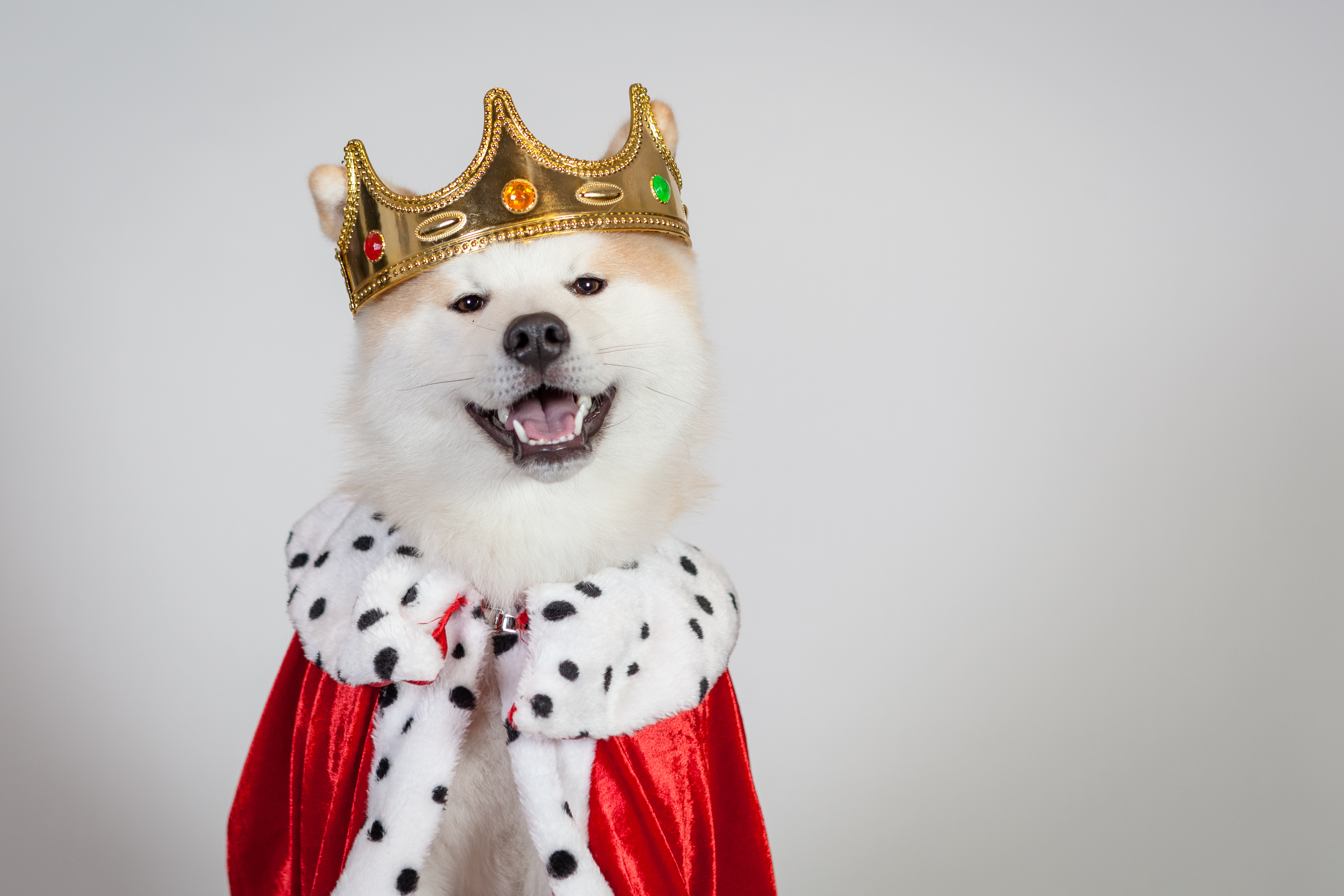 The 10 Most Popular Royal Family Pet Names In UK – Royal Dog Names