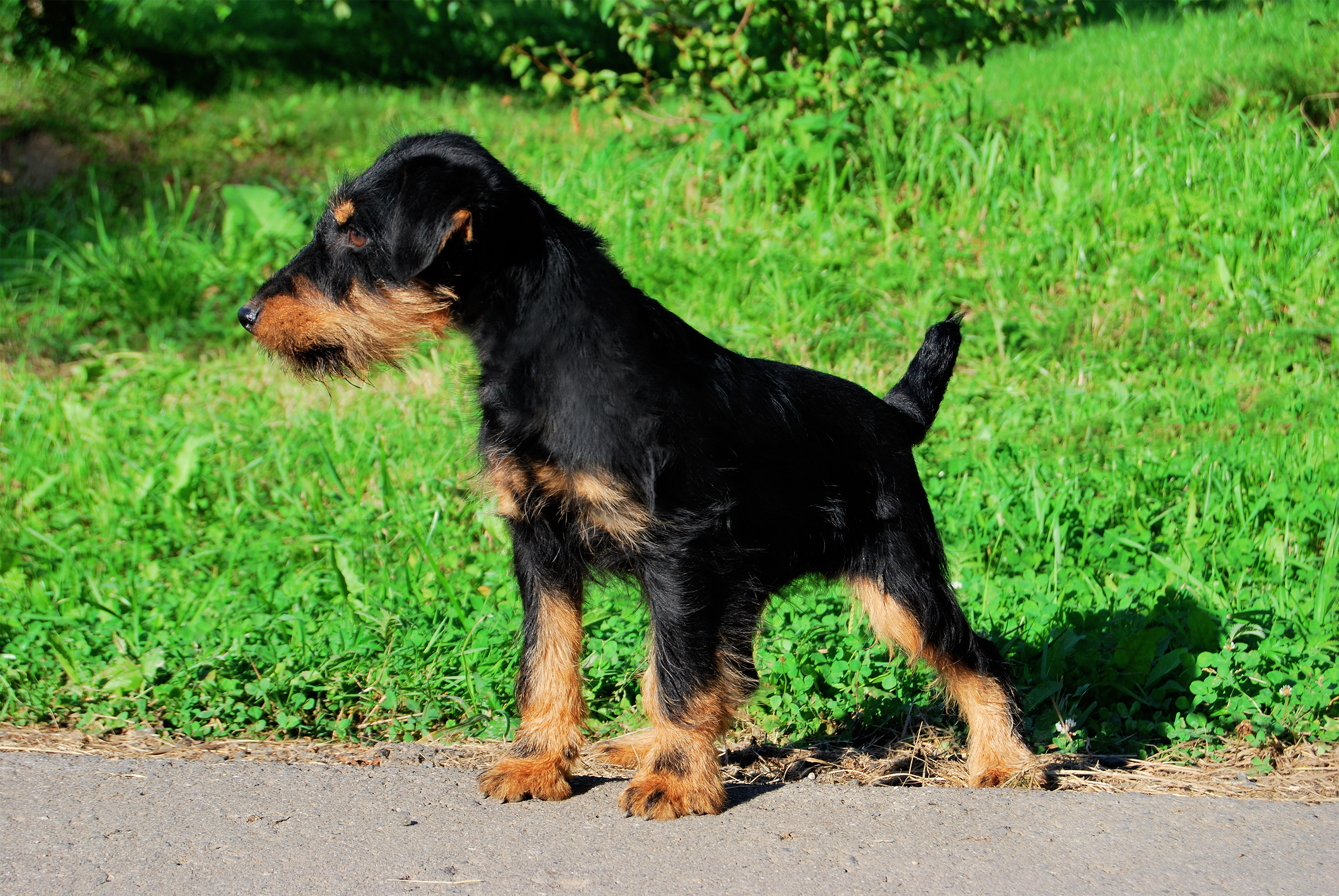 Jagdterrier puppies best sale