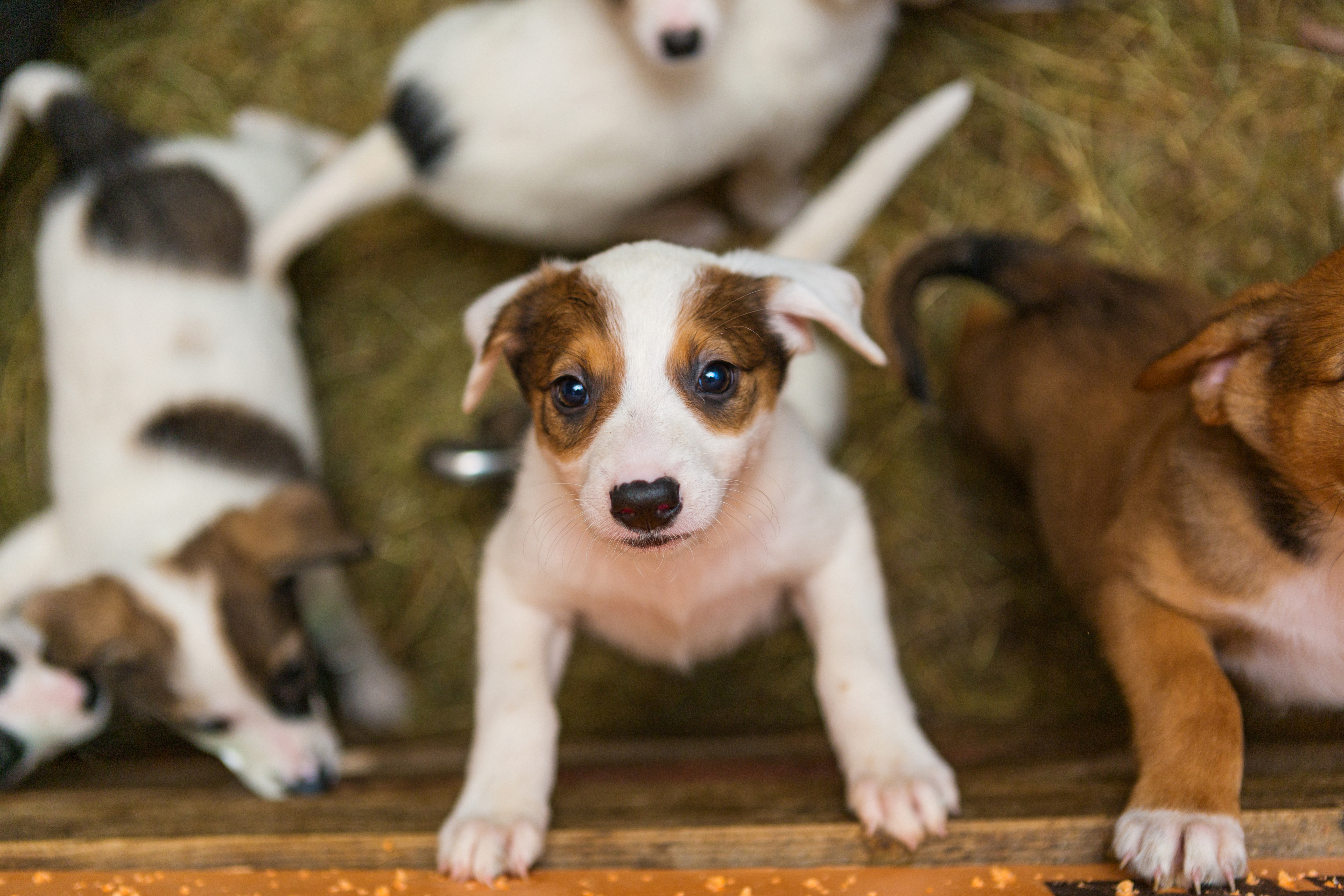 how many litters of puppies can a dog have in a year