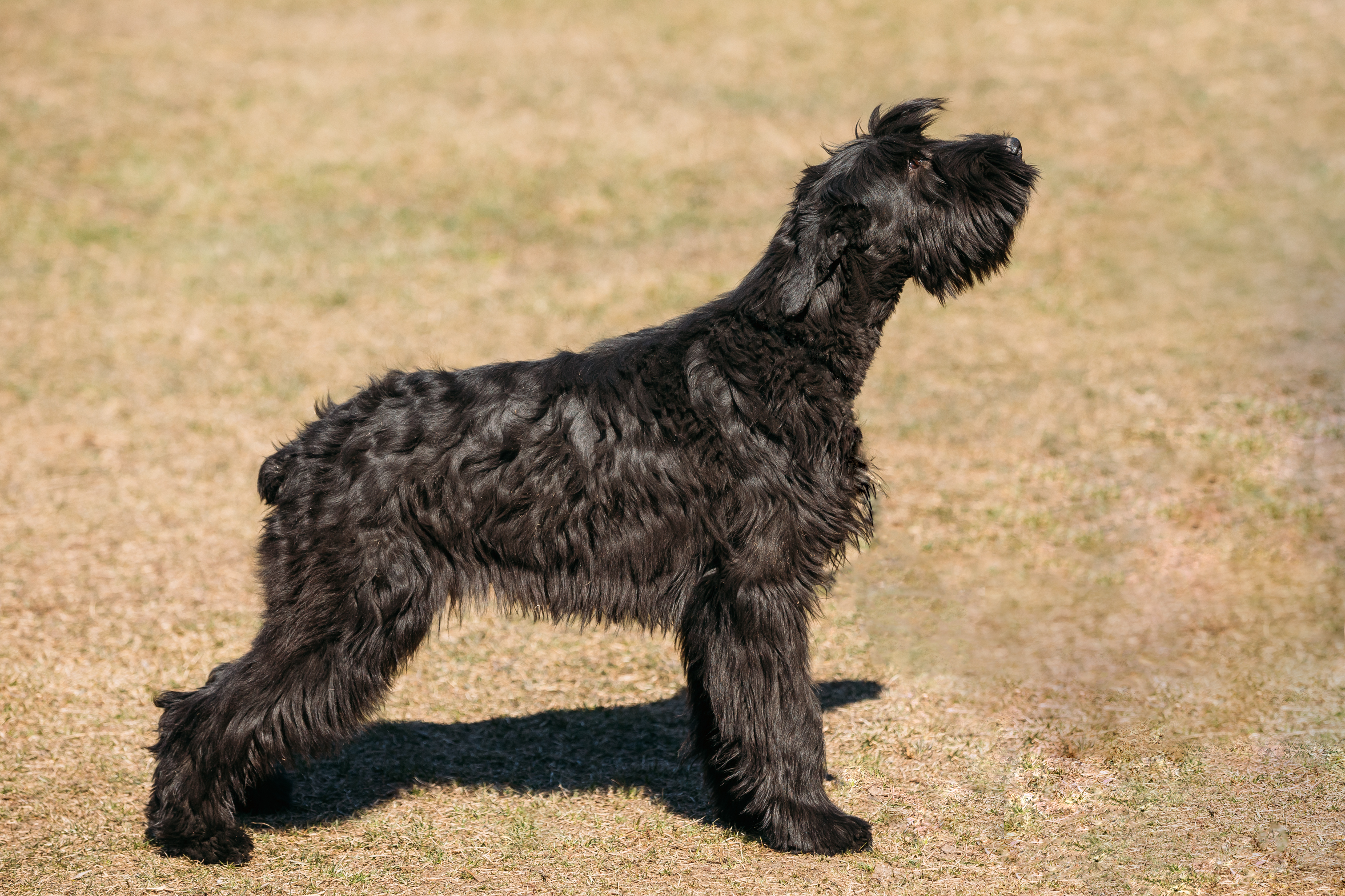 Female deals giant schnauzer