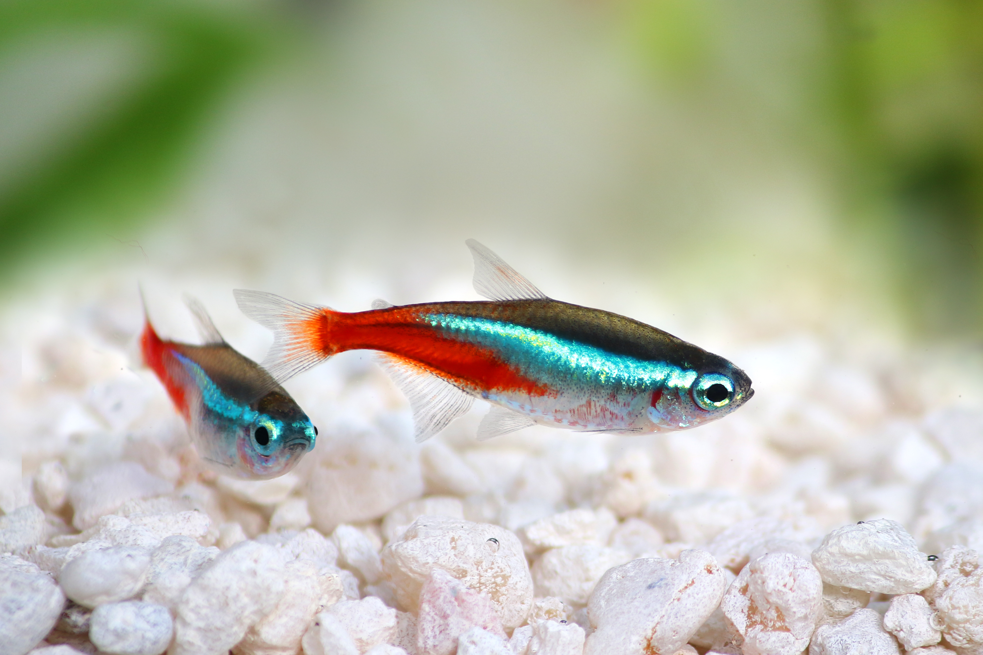 pregnant neon tetra eggs