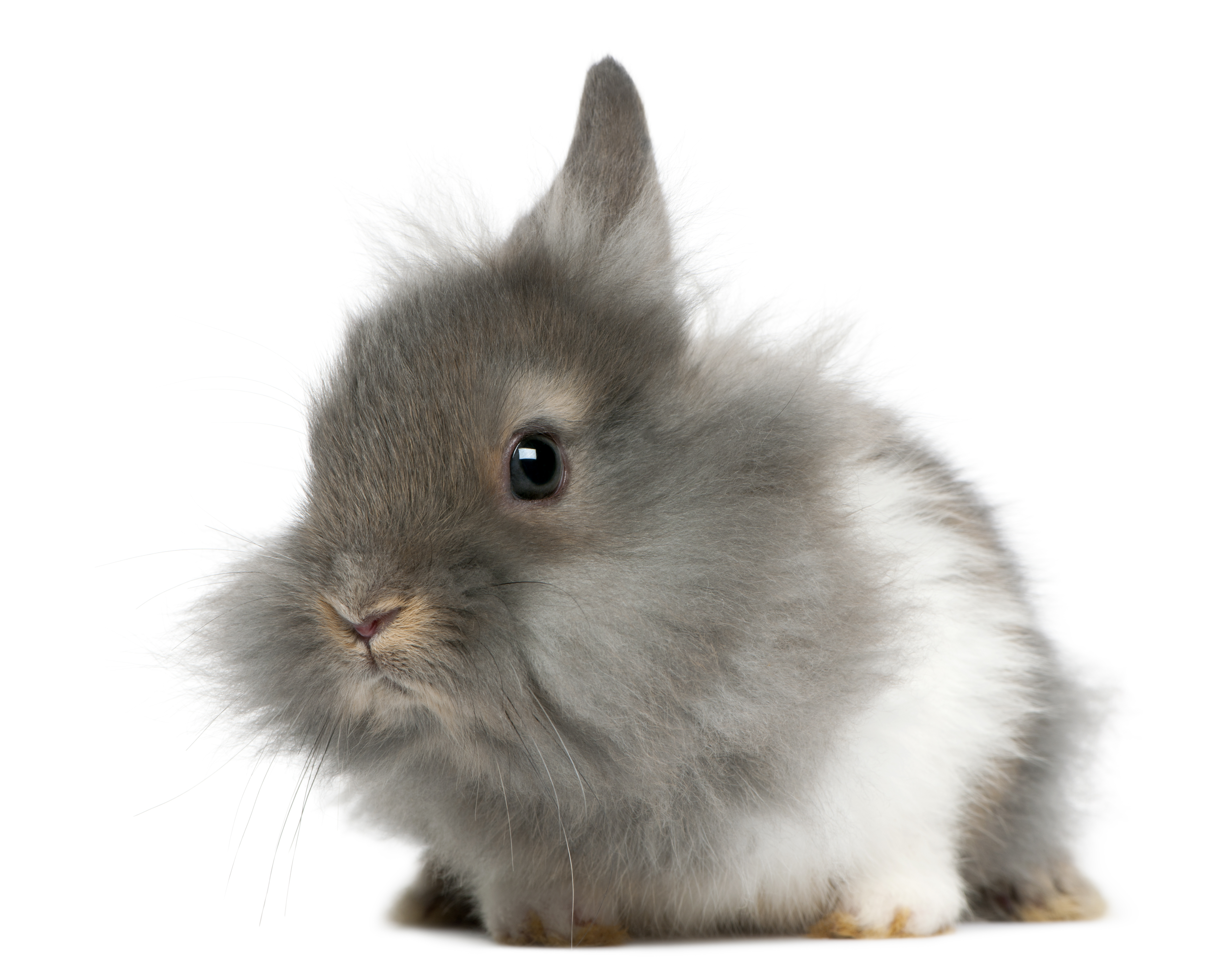 cute lionhead bunny