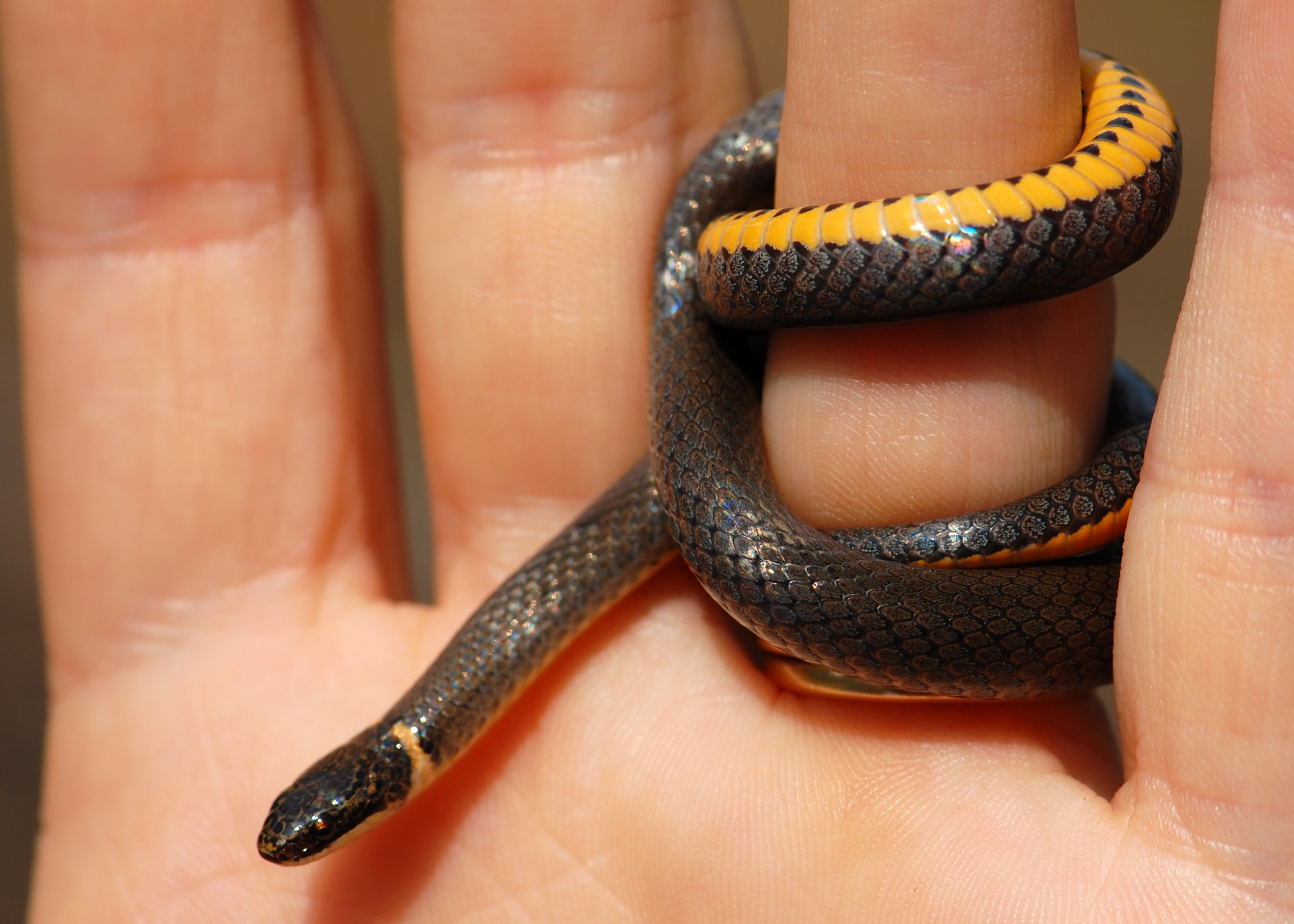 Ring-necked snake - Wikipedia